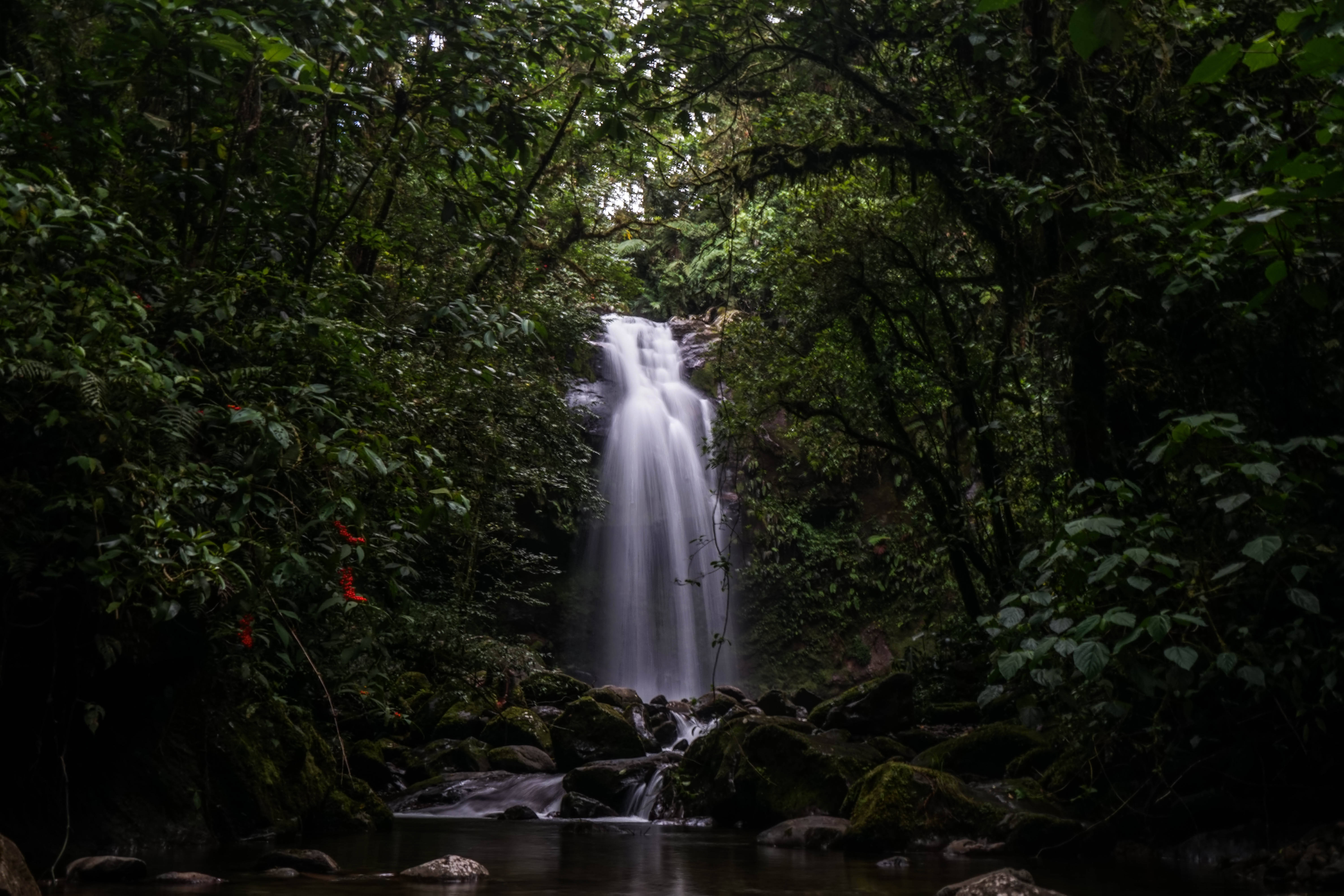 Panama 桌布 壁紙 — 一道寧靜的瀑布穿過茂密陰暗的叢林，點綴著長滿苔蘚的岩石和鮮豔的紅色花朵。