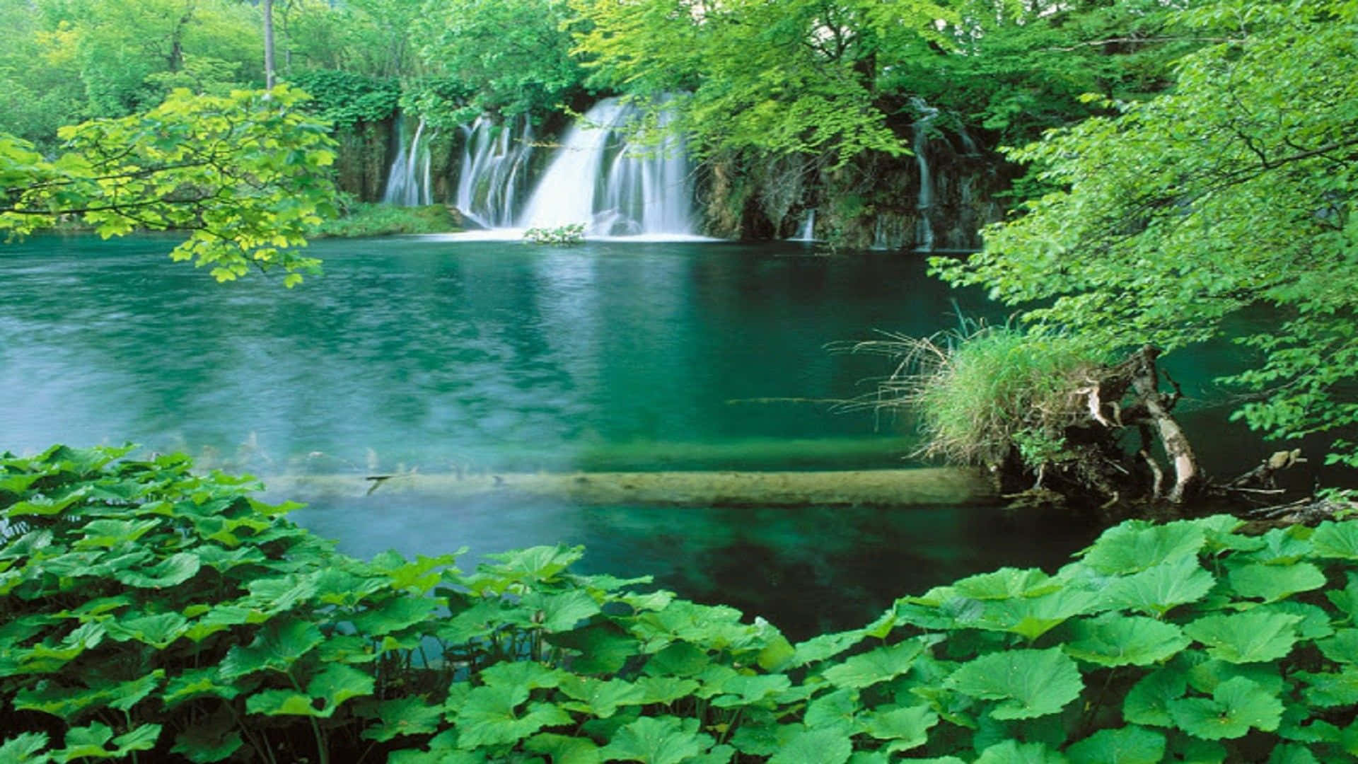 Nature Scenes 桌布 壁紙 — 一道寧靜的綠松石色瀑布流入一個平靜的水池，周圍是茂密的綠色樹葉和充滿活力的森林，在明亮的日光下。