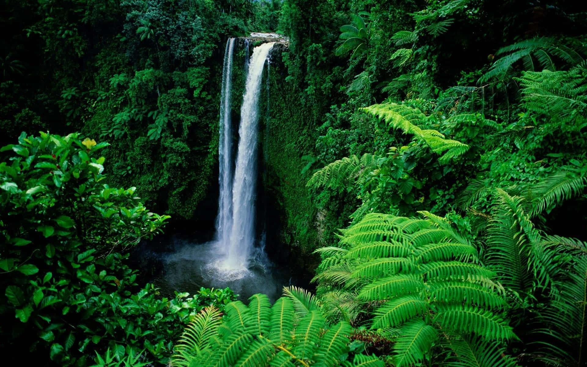 Samoa 桌布 壁紙 — 一道強勁的瀑布穿過茂密的翡翠色叢林樹葉，傾瀉而下，落入下方霧氣瀰漫的水潭。