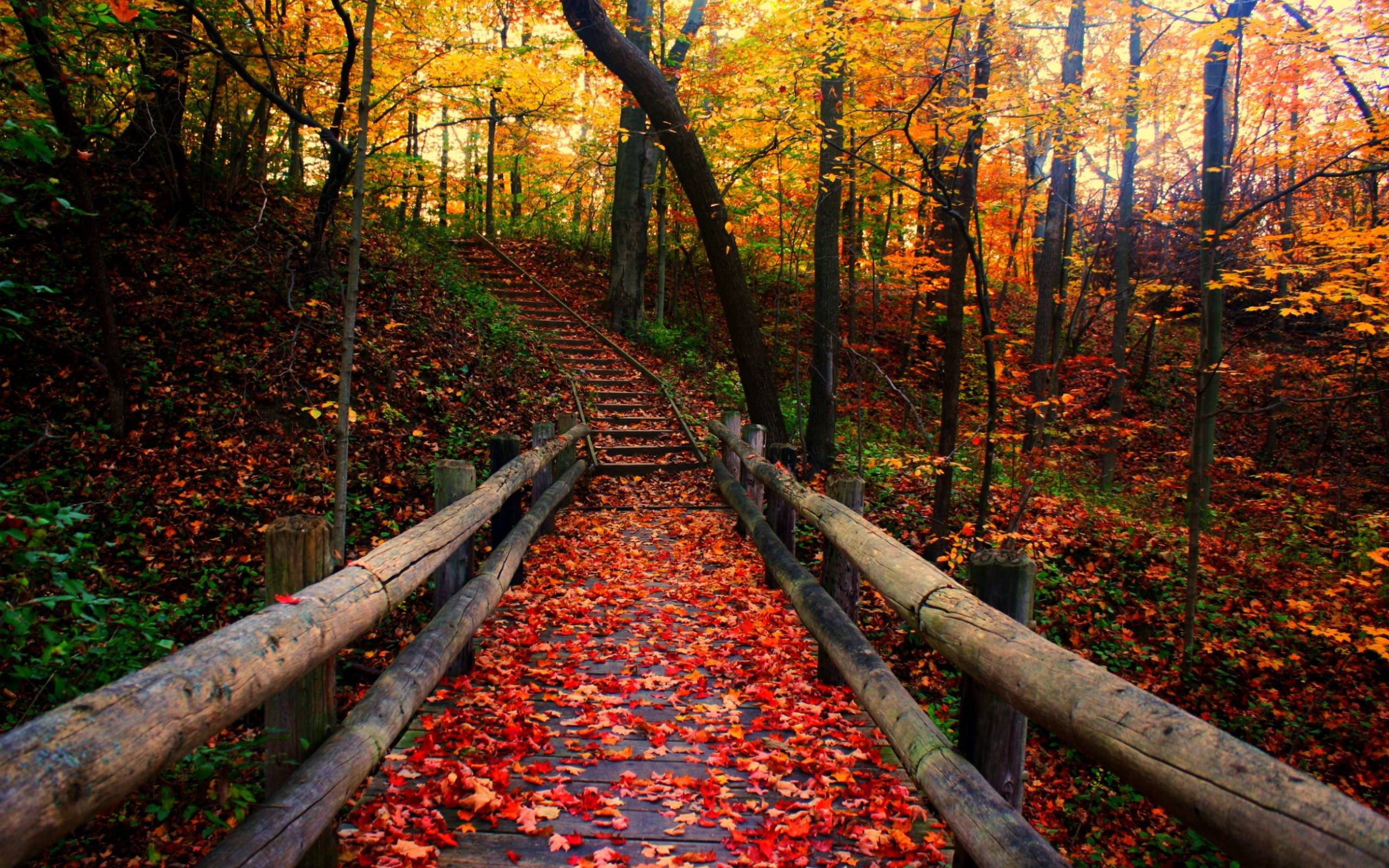 Autumn Season 桌布 壁紙 — 一道木樓梯蜿蜒穿過充滿活力的秋日森林，在溫暖的金色光芒下鋪滿紅色和橙色的落葉。