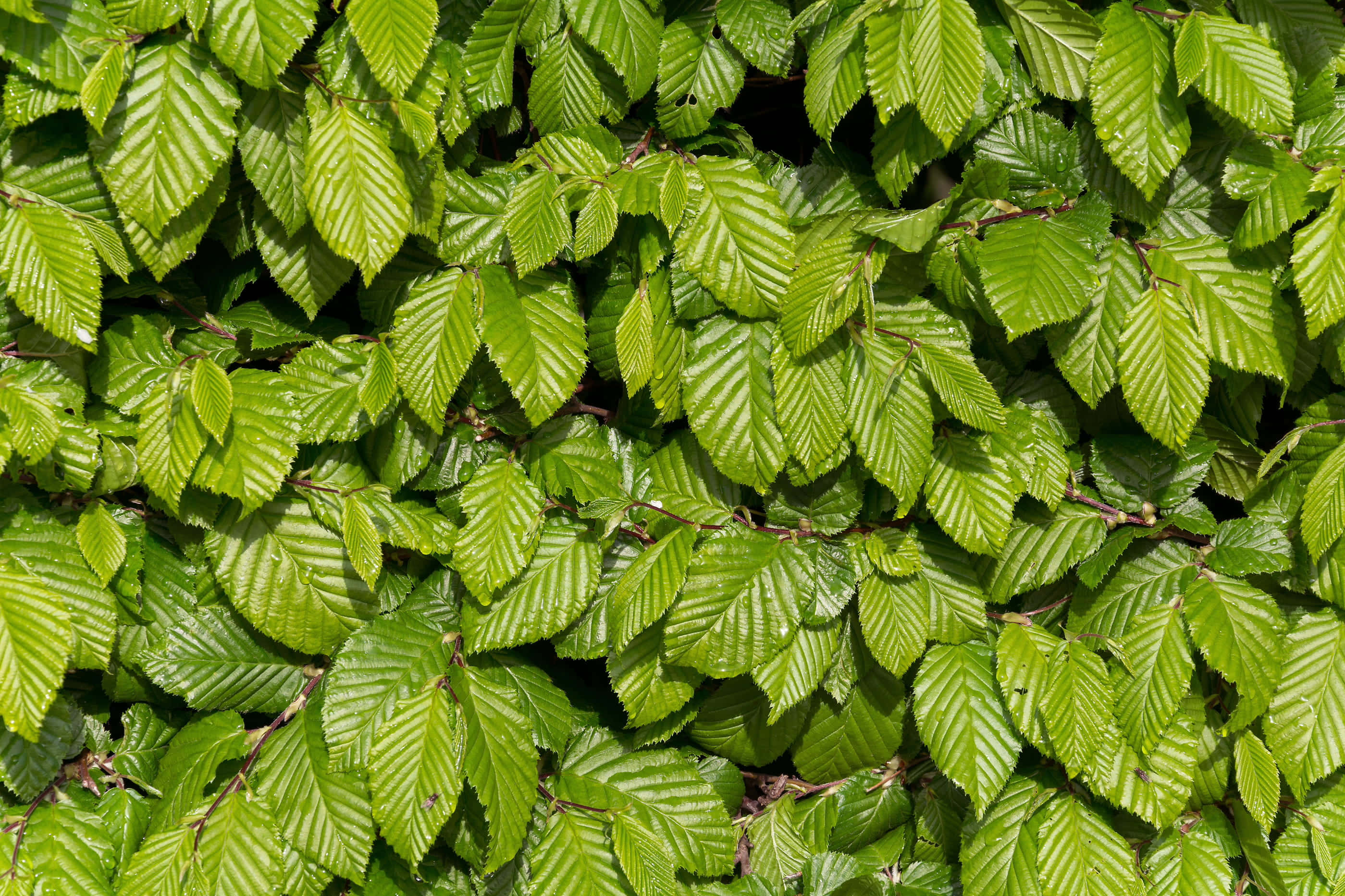 Green Leaves 桌布 壁紙 — 一道由鮮綠色葉片組成的密集牆壁，葉緣呈鋸齒狀，葉脈在明亮陽光下清晰可見。