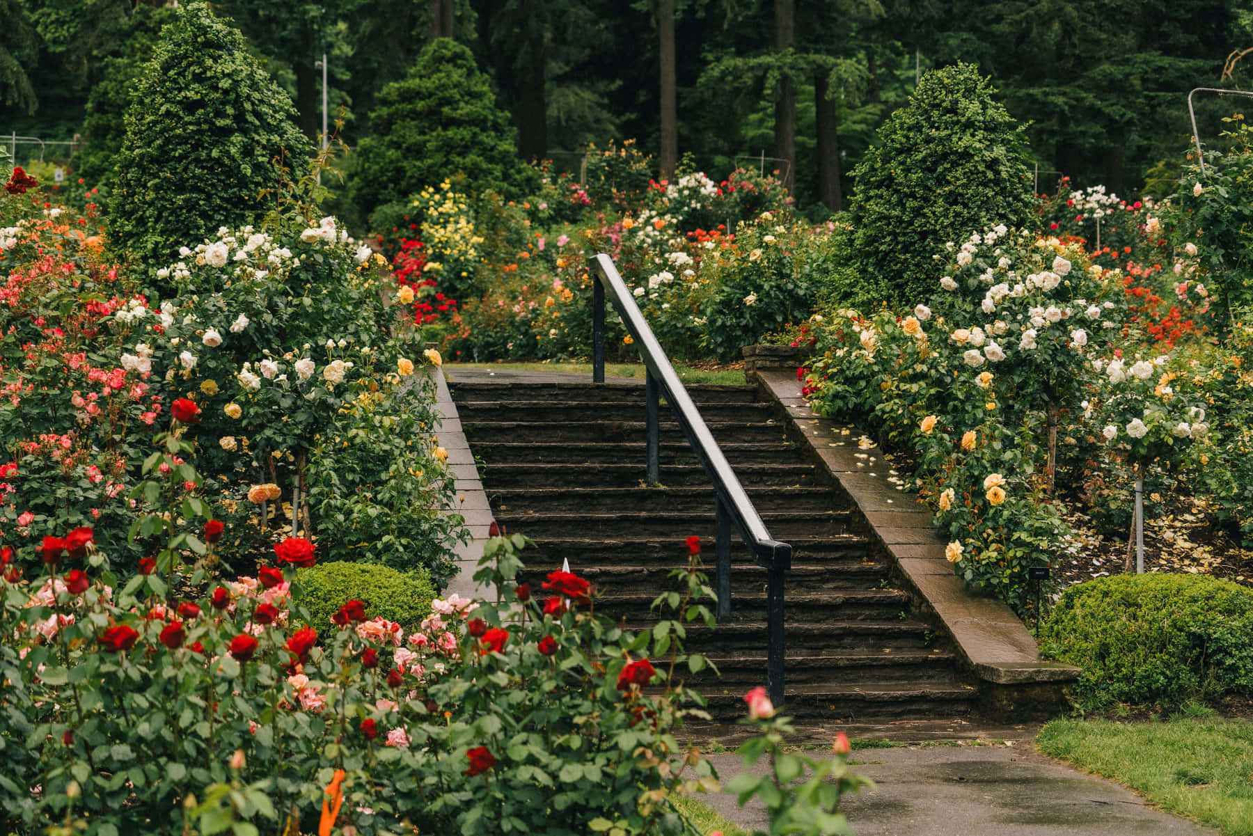 Rose Garden 桌布 壁紙 — 一道石階蜿蜒穿過茂盛的玫瑰園，在柔和日光下綻放著紅、白、黃色的花朵。
