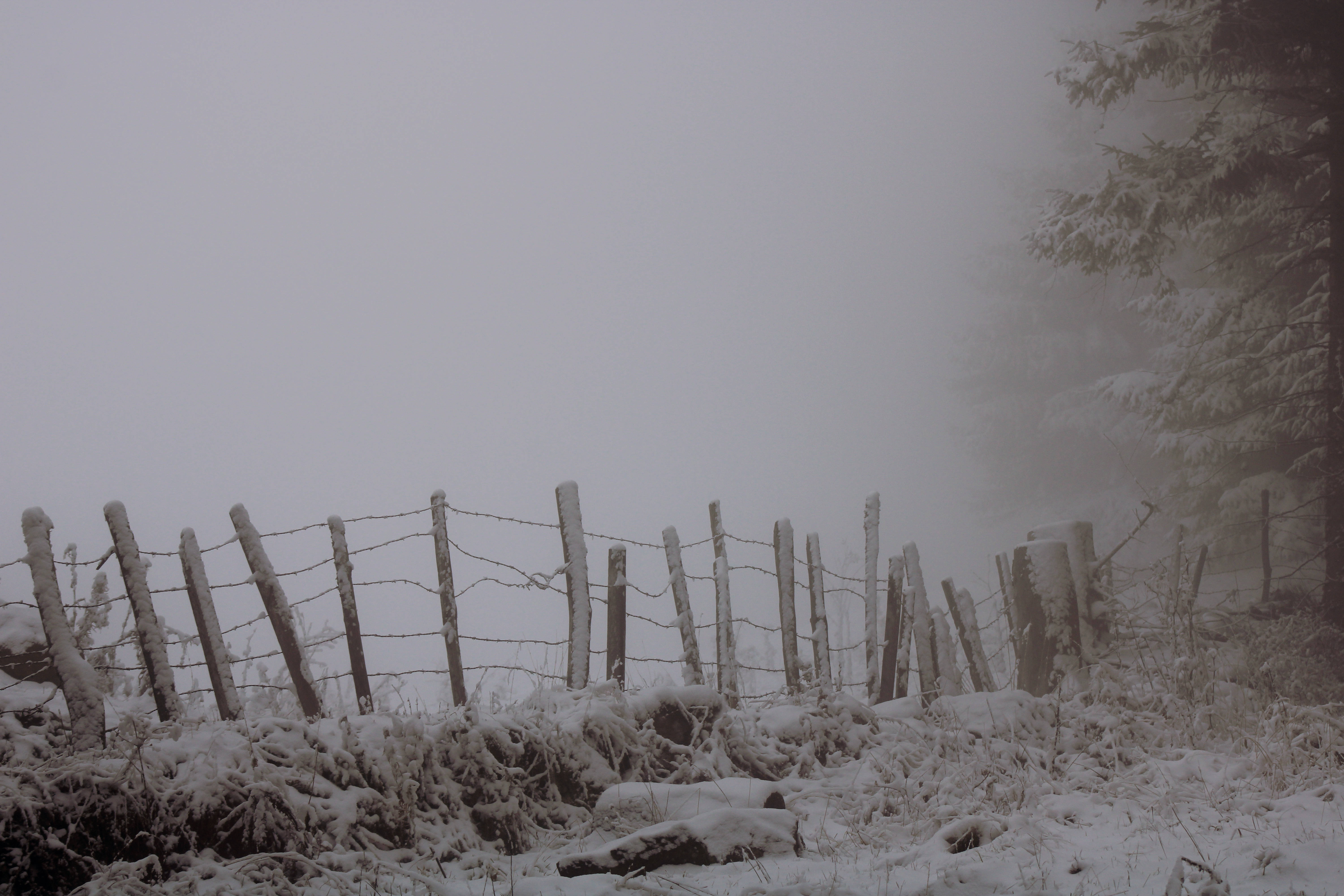Paranormal 桌布 壁紙 — 一道被雪覆蓋的鐵絲網圍欄矗立在霧氣瀰漫的冬季森林中，常青樹在霧中幾乎看不見。