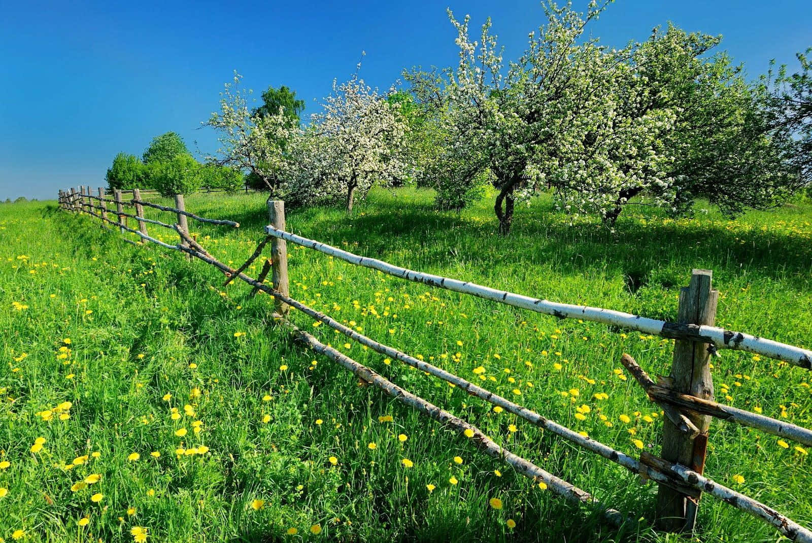 Spring Meadow 桌布 壁紙 — 一道質樸的木柵欄蜿蜒穿過一片生機勃勃的綠色草地，草地上點綴著黃色蒲公英，背景是清澈的藍天和盛開的白花樹木。