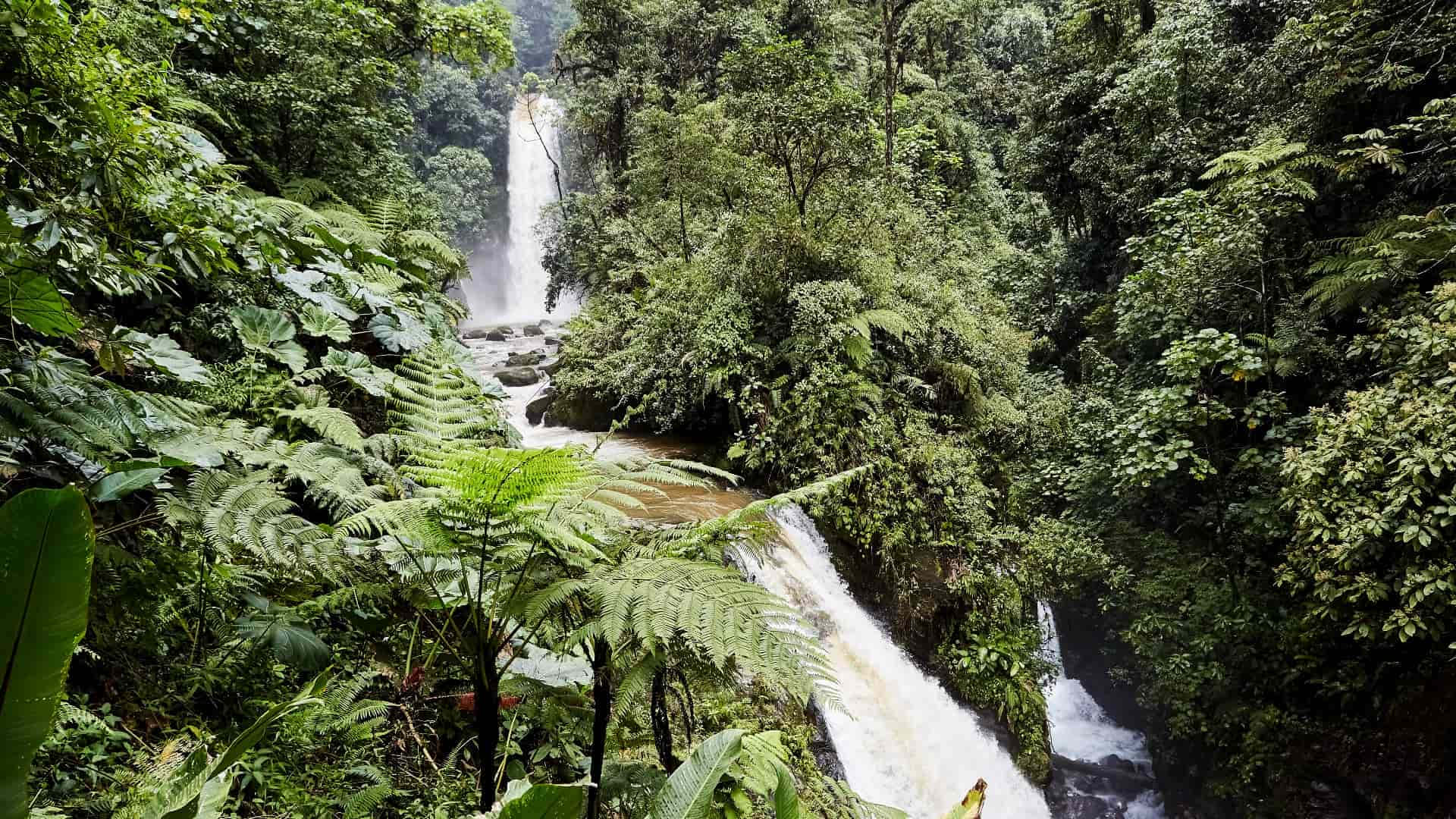 Rainforest 桌布 壁紙 — 一道雄偉的瀑布穿過茂密的綠色熱帶雨林，蕨類植物和高聳的樹木環繞著奔騰的水流。