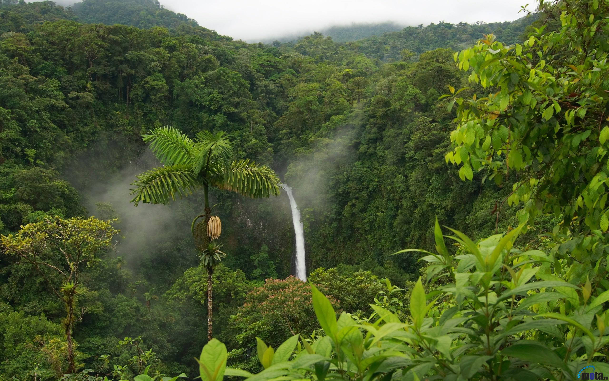 Costa 桌布 壁紙 — 一道霧氣瀰漫的瀑布穿過鬱鬱蔥蔥的綠色雨林山谷，四周環繞著茂密的樹葉和高聳的樹木。