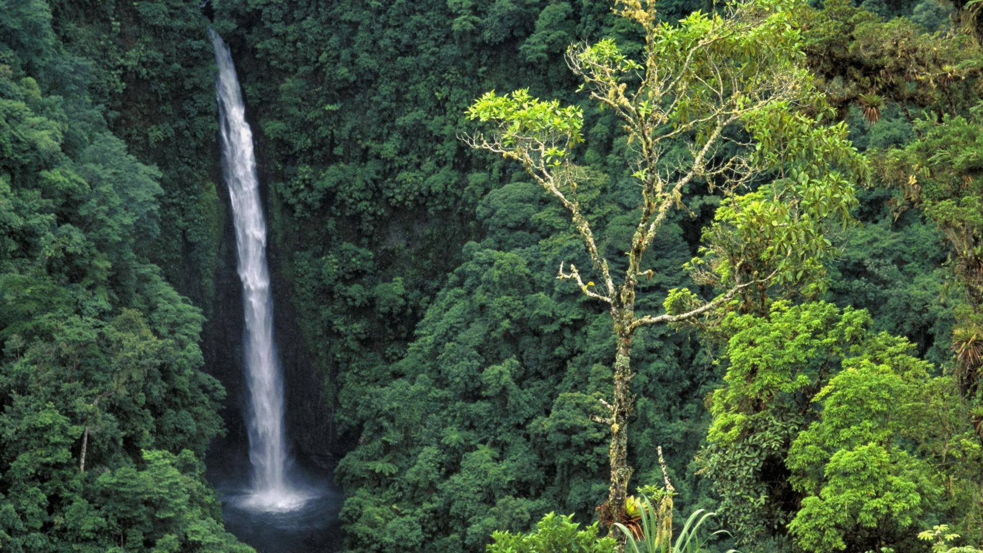 Congo 桌布 壁紙 — 一道高瀑布穿過茂密的翡翠色叢林葉子傾瀉而下，前景有一棵孤獨的長滿苔蘚的樹。