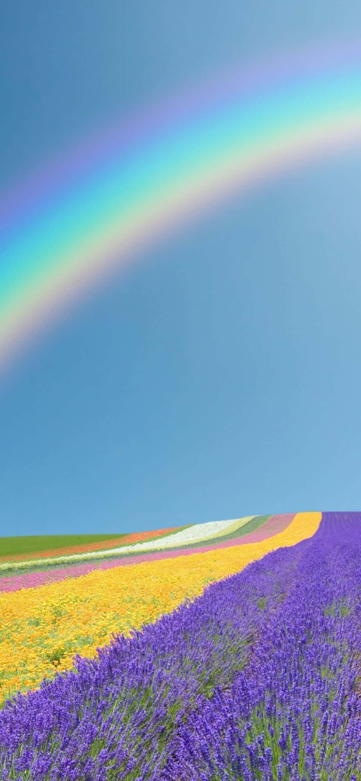 Pixel 3 Spring 桌布 壁紙 — 一道鮮豔的彩虹在蔚藍天空下，跨越覆蓋著色彩繽紛花田的起伏山丘。