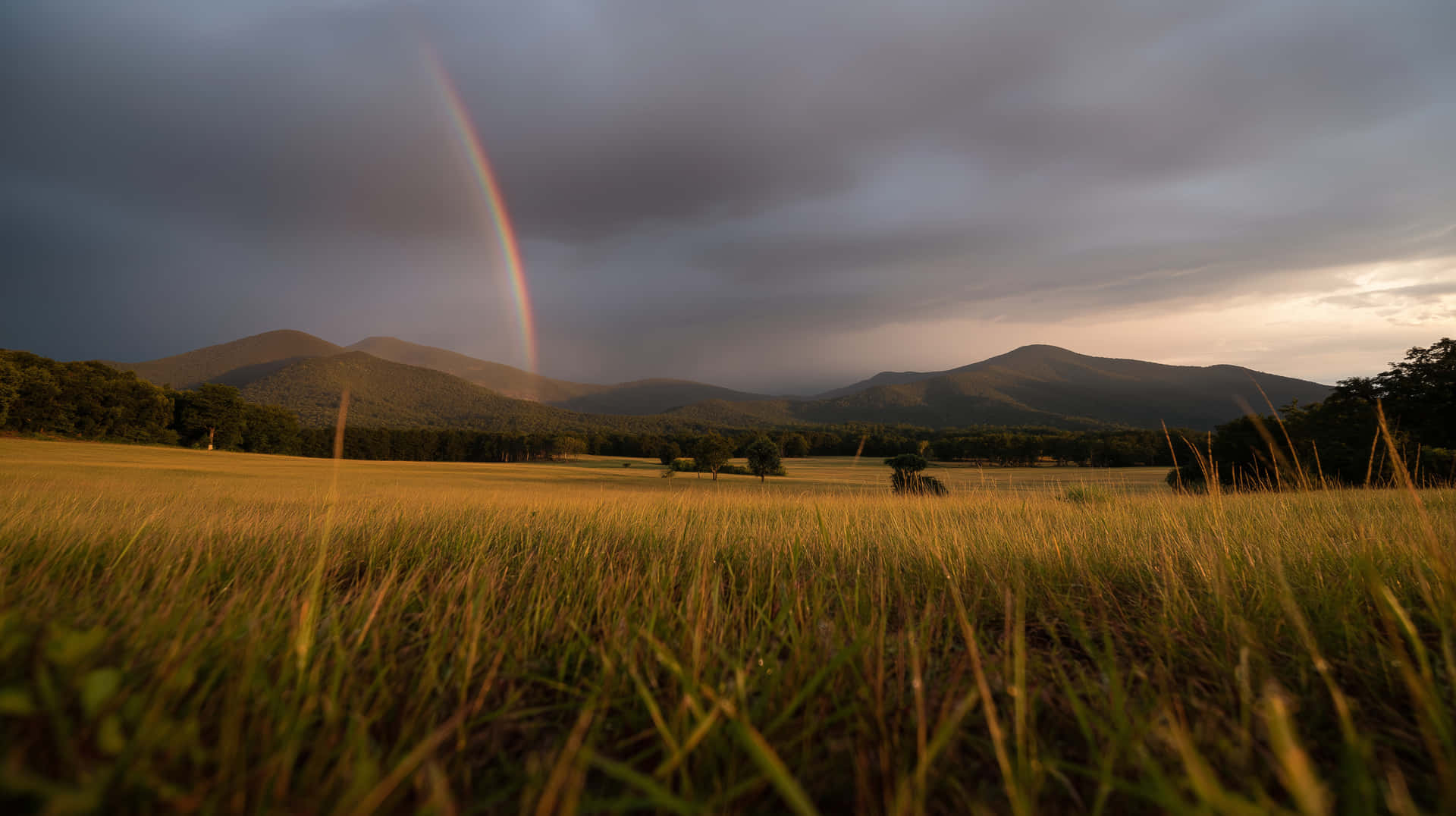 Vibrant Rainbow Over Lush Meadow After Summer Storm 壁紙 — 一道鮮豔的彩虹在金色草地上方拱起，遠處有山脈，天空多雲且富有氣氛。