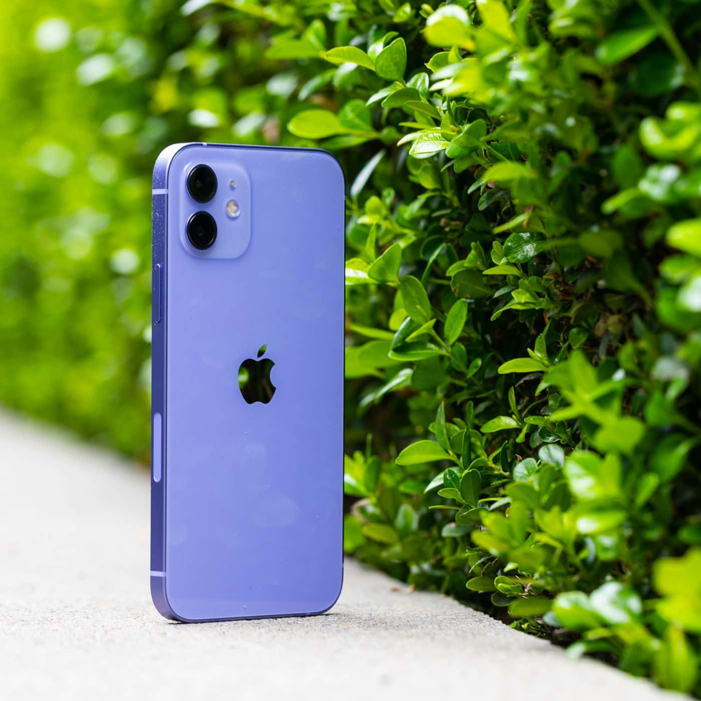iPhone 12 桌布 壁紙 — 一部充滿活力的紫色iPhone在明亮的日光下，直立於混凝土小徑上，旁邊是茂密的綠色植物。