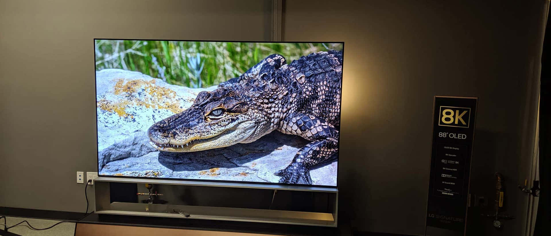 科技動圖 桌布 壁紙 — 一部大型8K OLED電視顯示一隻有紋理的短吻鱷在陽光照射的岩石上休息的特寫，背景有綠色樹葉。