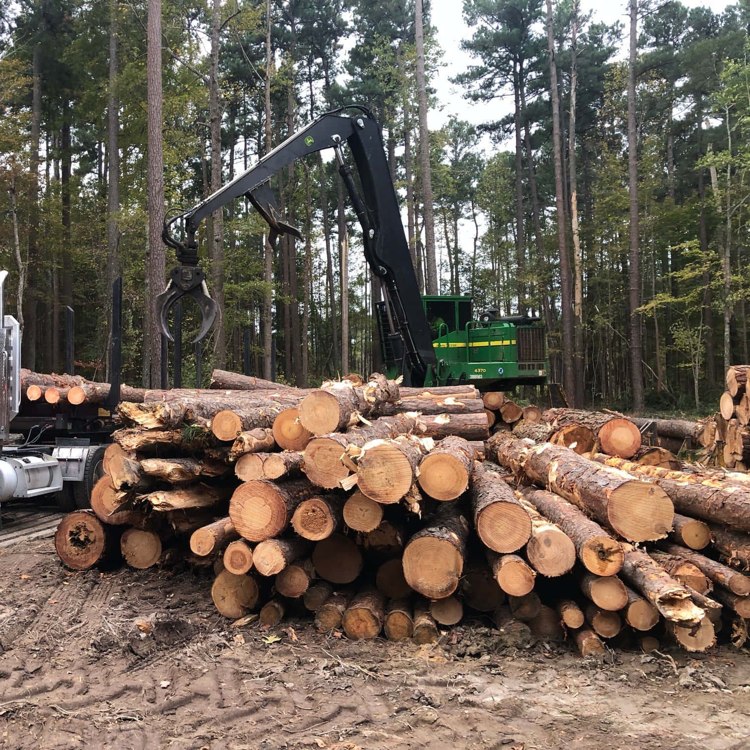 Forest Conservation 桌布 壁紙 — 一部帶有黑色爪的綠色伐木機械，正在茂密的高大樹林中抬起剛砍伐的原木。