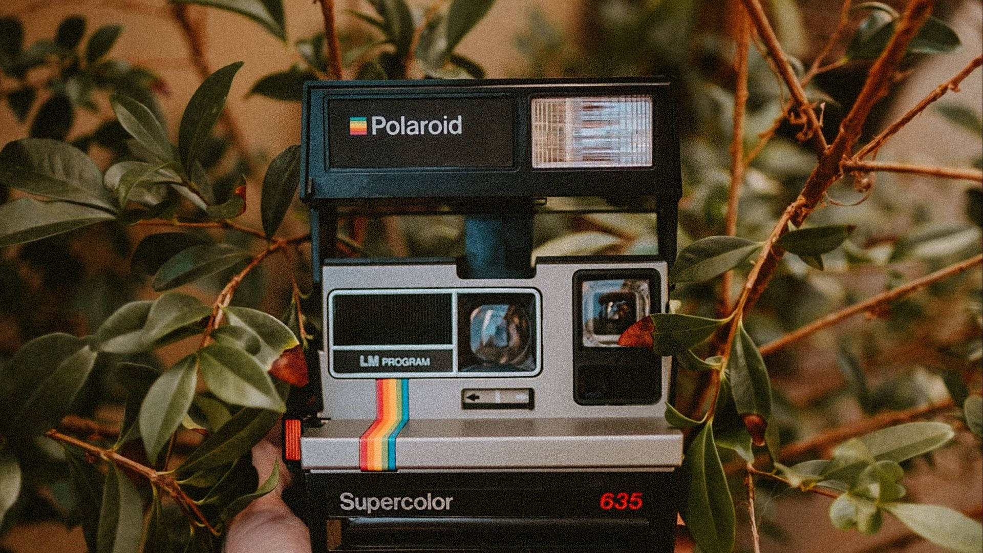 拍立得 桌布 壁紙 — 一部復古Polaroid 635相機，藏身於茂盛綠葉和棕色樹枝之間。
