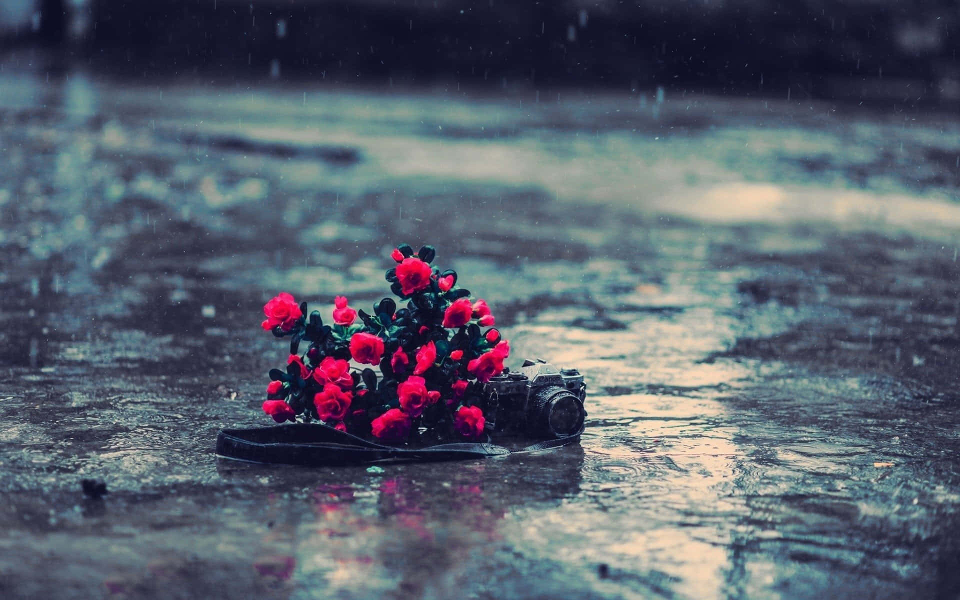 Rose In Rain 桌布 壁紙 — 一部復古相機漂浮在雨水中，旁邊是一束鮮豔的紅玫瑰，落在濕漉漉的路面上。
