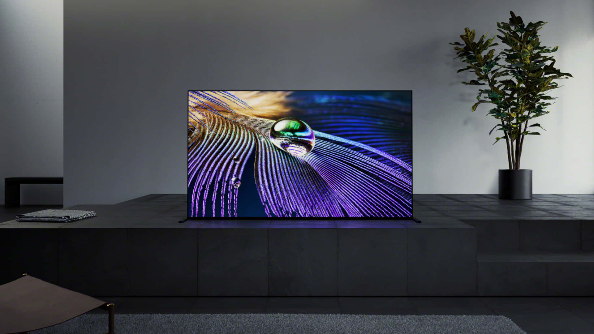 科技動圖 桌布 壁紙 — 一部時尚現代電視在簡約客廳中展示孔雀羽毛的鮮明特寫，羽毛上的露珠反射出五彩光芒。