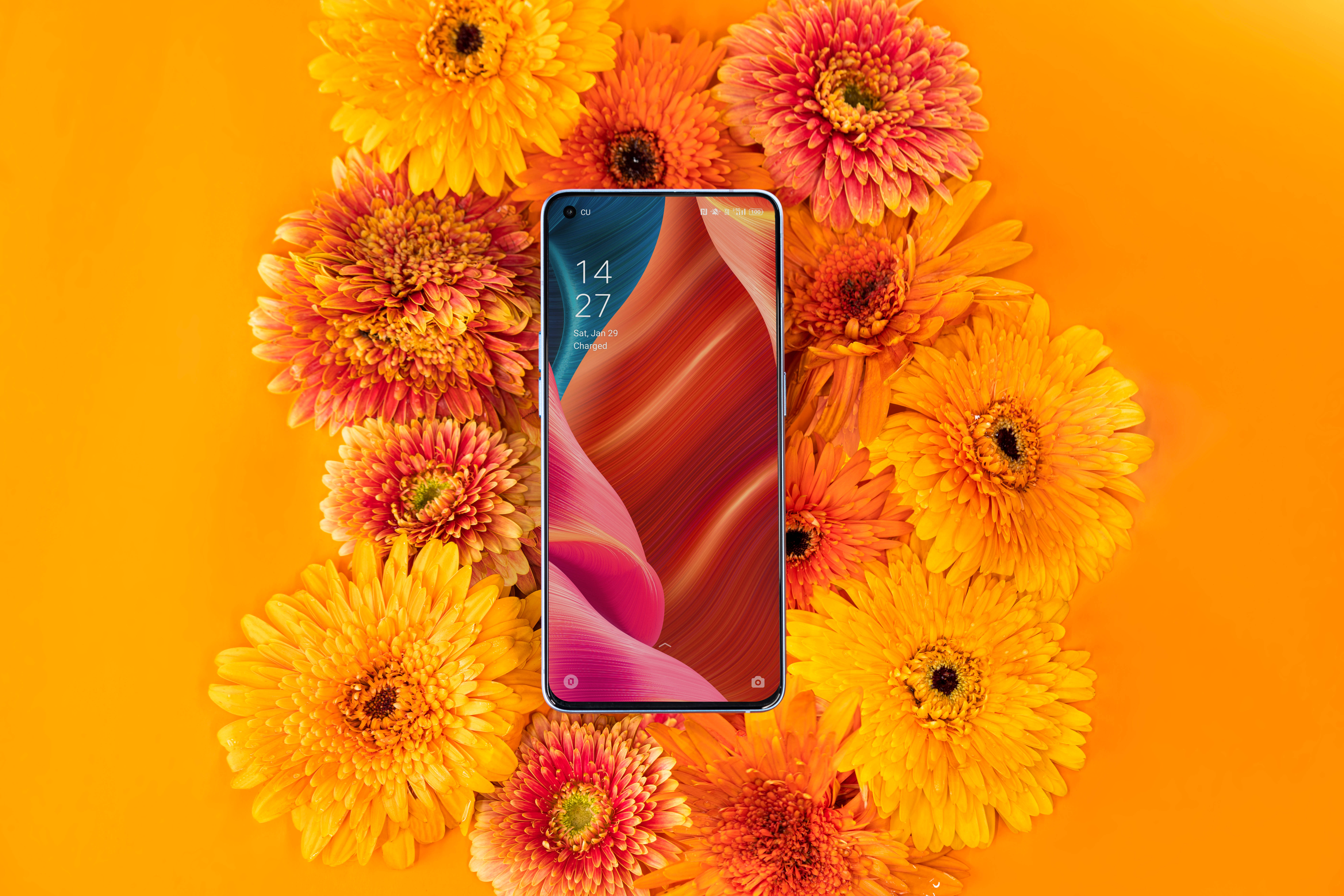 oppo 桌布 壁紙 — 一部智慧型手機帶有旋轉的紅色和粉紅色桌布，放在充滿活力的橙色和黃色非洲菊雛菊花床上，背景為純橙色。