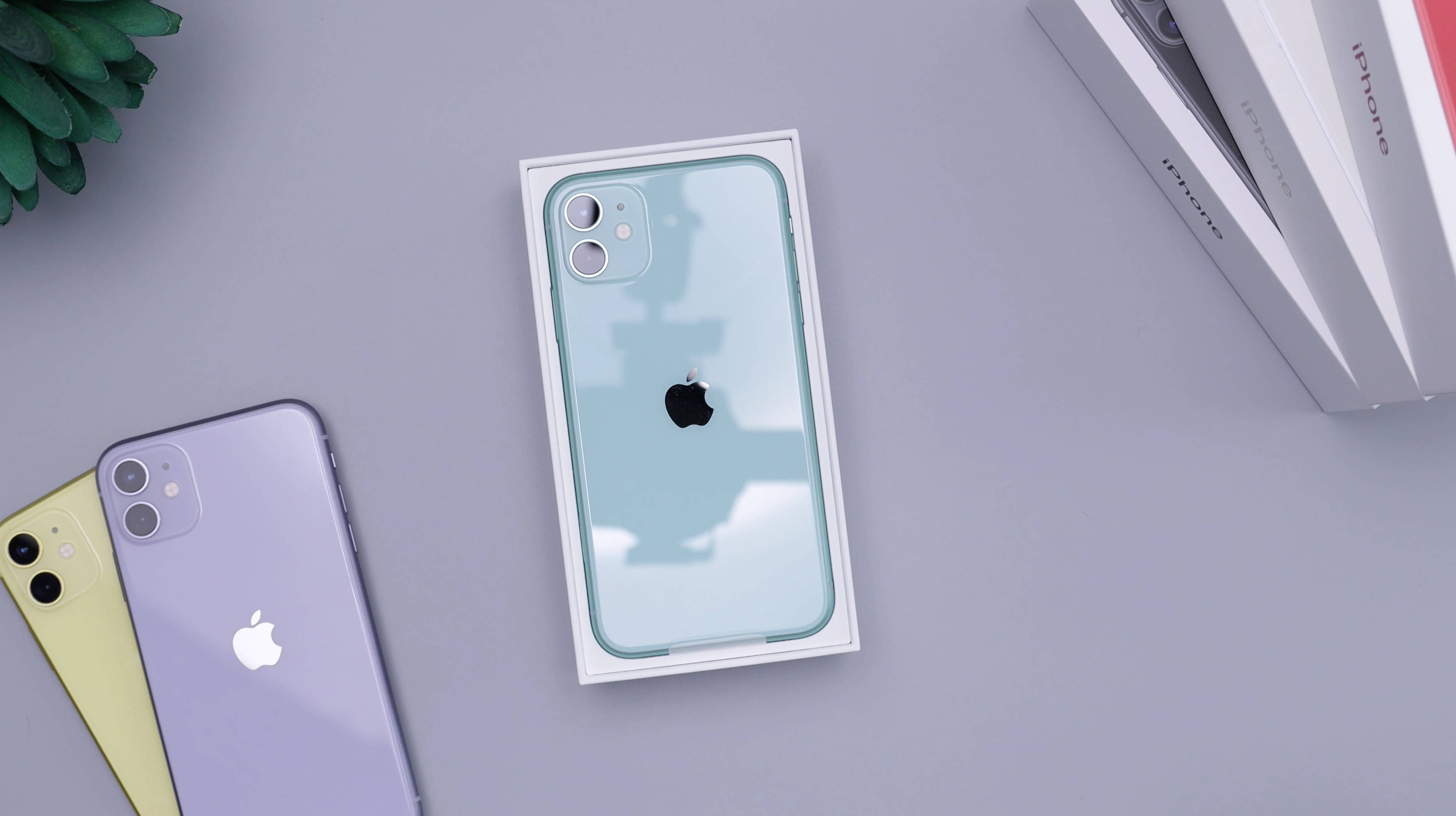 iPhone 11 桌布 壁紙 — 一部淺藍色iPhone 11連盒放在一部紫色和黃色iPhone旁邊，置於簡約灰色表面上，配有一棵綠色植物。