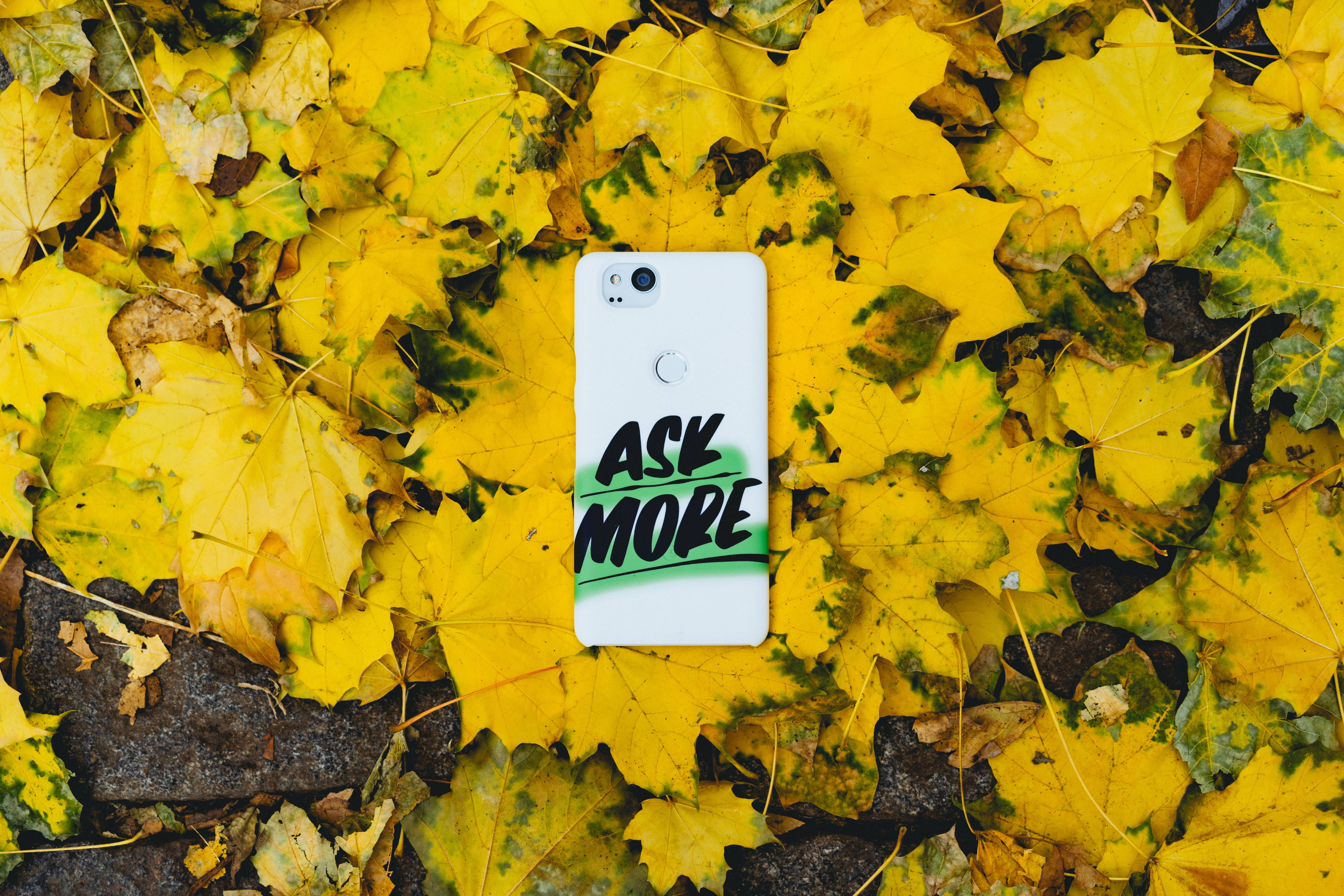 秋天手機 桌布 壁紙 — 一部白色手機帶有「ASK MORE」文字，放置在充滿活力的黃色秋葉地毯上。