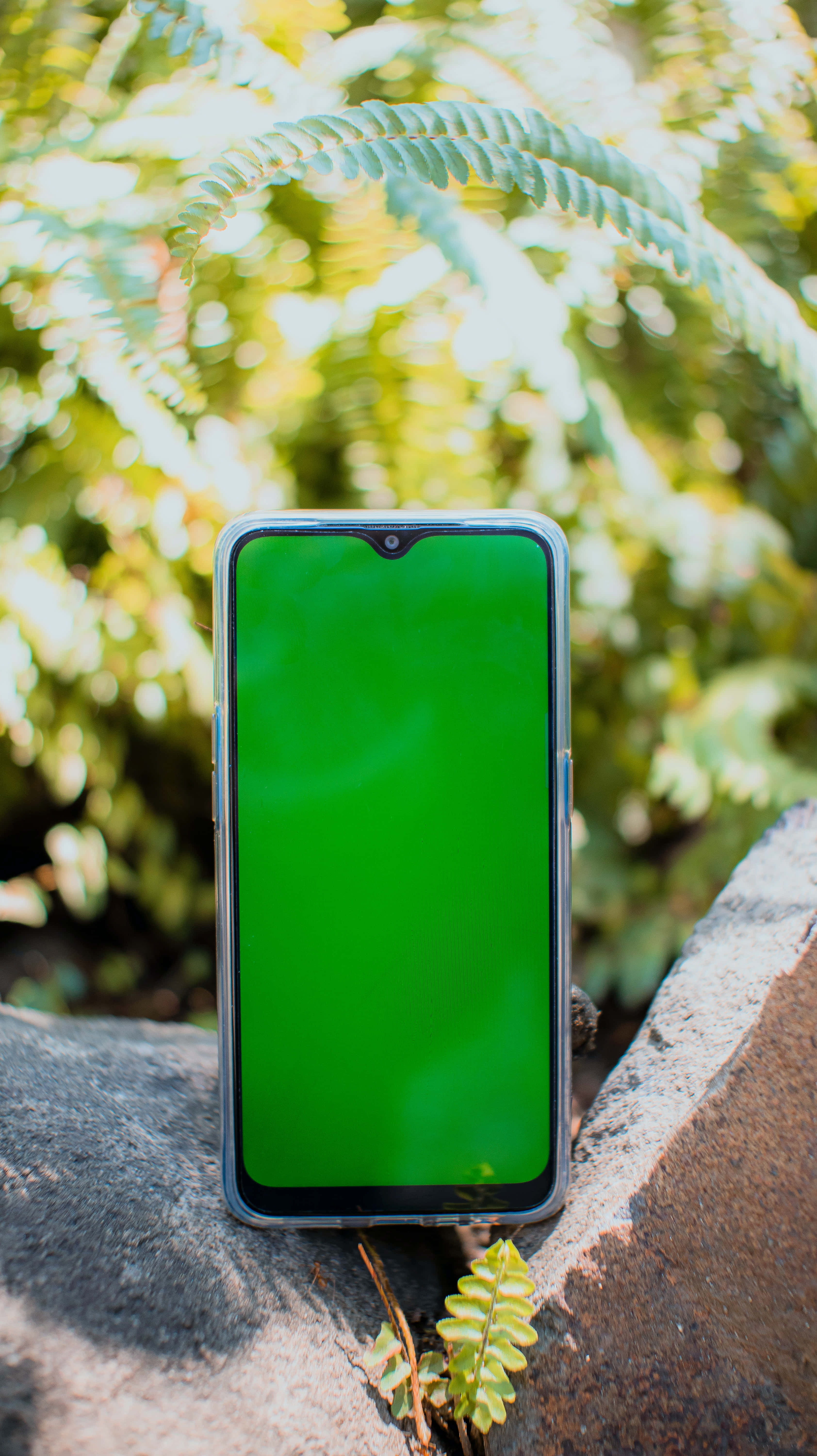 Mobile Phone 桌布 壁紙 — 一部純綠色螢幕的智慧型手機放在風化的石架上，周圍是茂密的蕨類植物和斑駁的陽光。