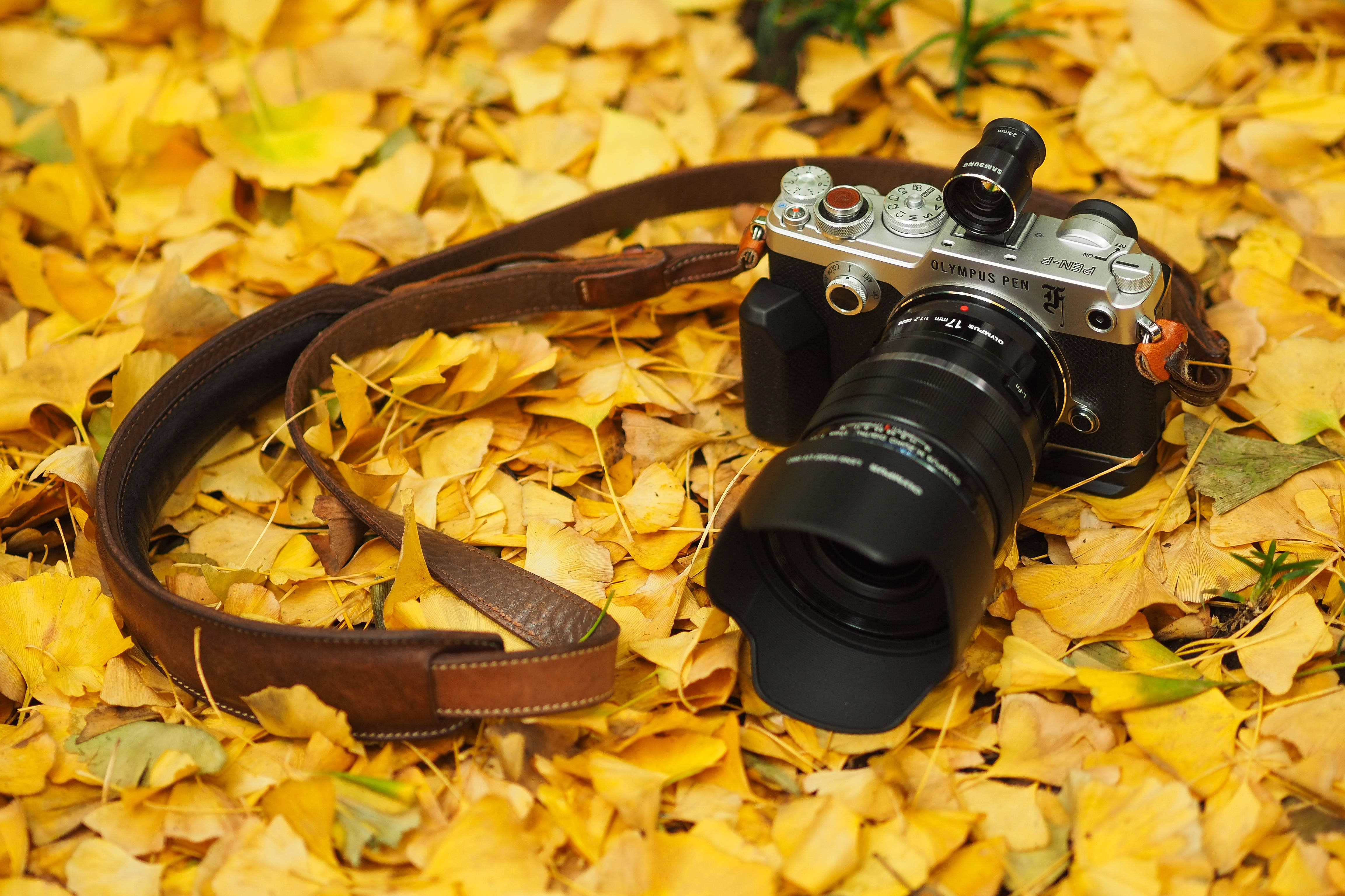 相機 桌布 壁紙 — 一部銀色 Olympus PEN 相機搭配棕色皮帶，放置在金色銀杏葉上。