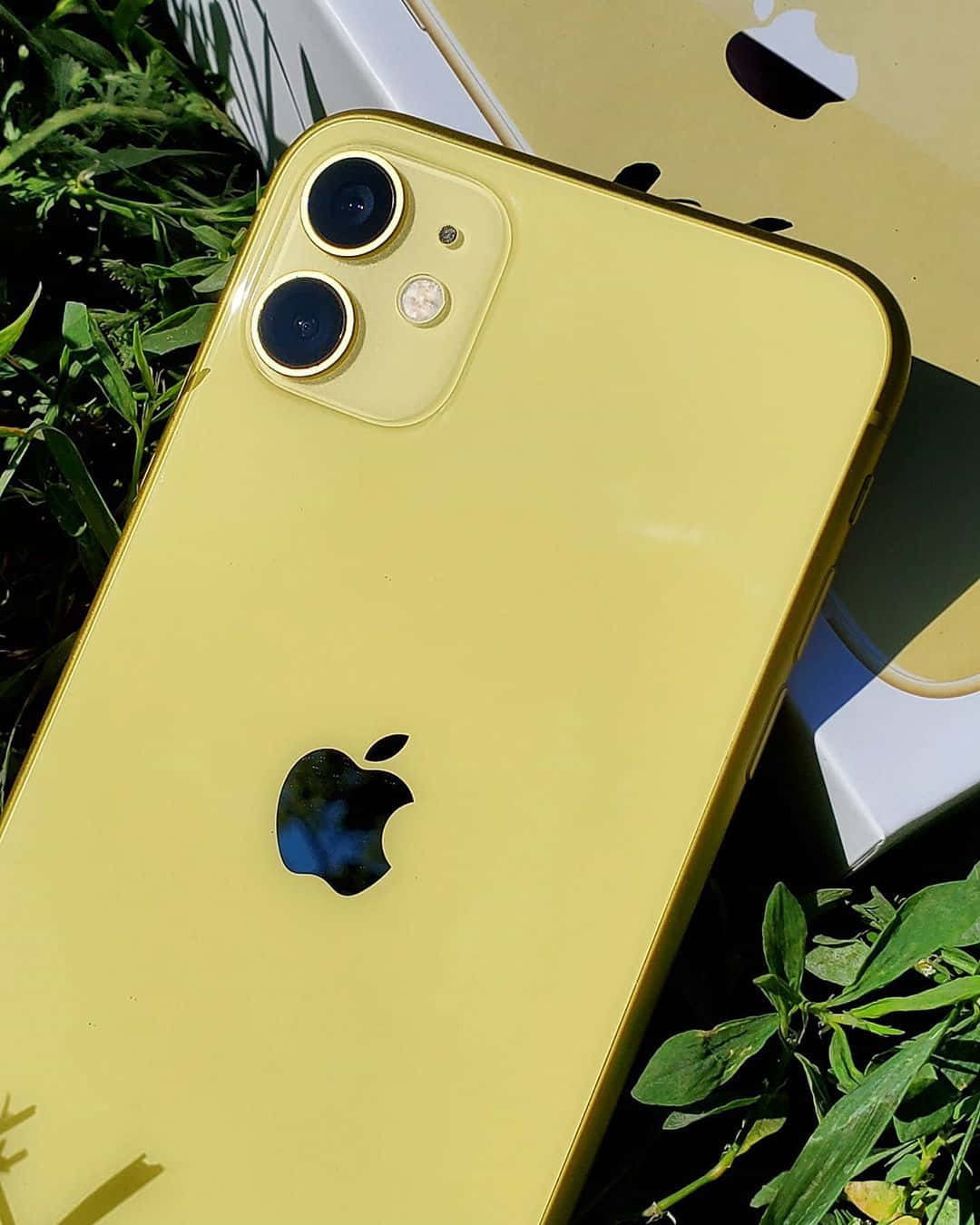 iPhone 12 桌布 壁紙 — 一部鮮黃色的iPhone在明亮日光下，放在茂盛綠草上，旁邊是其匹配的盒子。