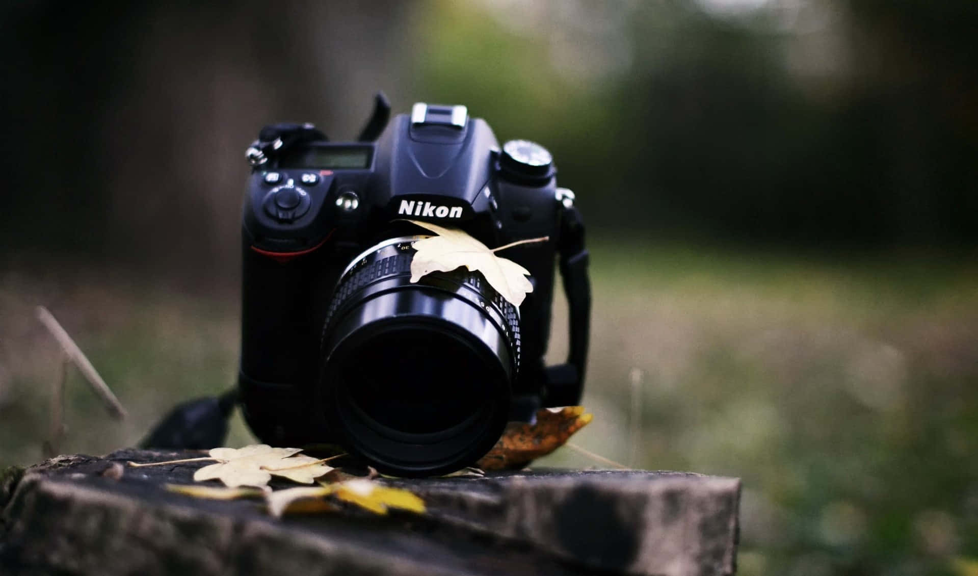 相機 桌布 壁紙 — 一部黑色 Nikon DSLR 相機擱在長滿青苔的木頭上，周圍散落著秋葉，處於柔和的森林環境中。
