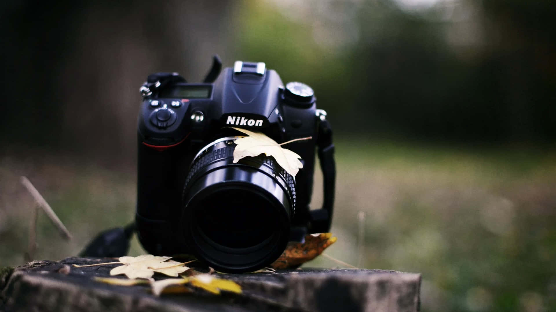 相機 桌布 壁紙 — 一部黑色 Nikon DSLR 相機放在長滿苔蘚的樹樁上，周圍散落著金色的秋葉，營造出柔和的森林氛圍。