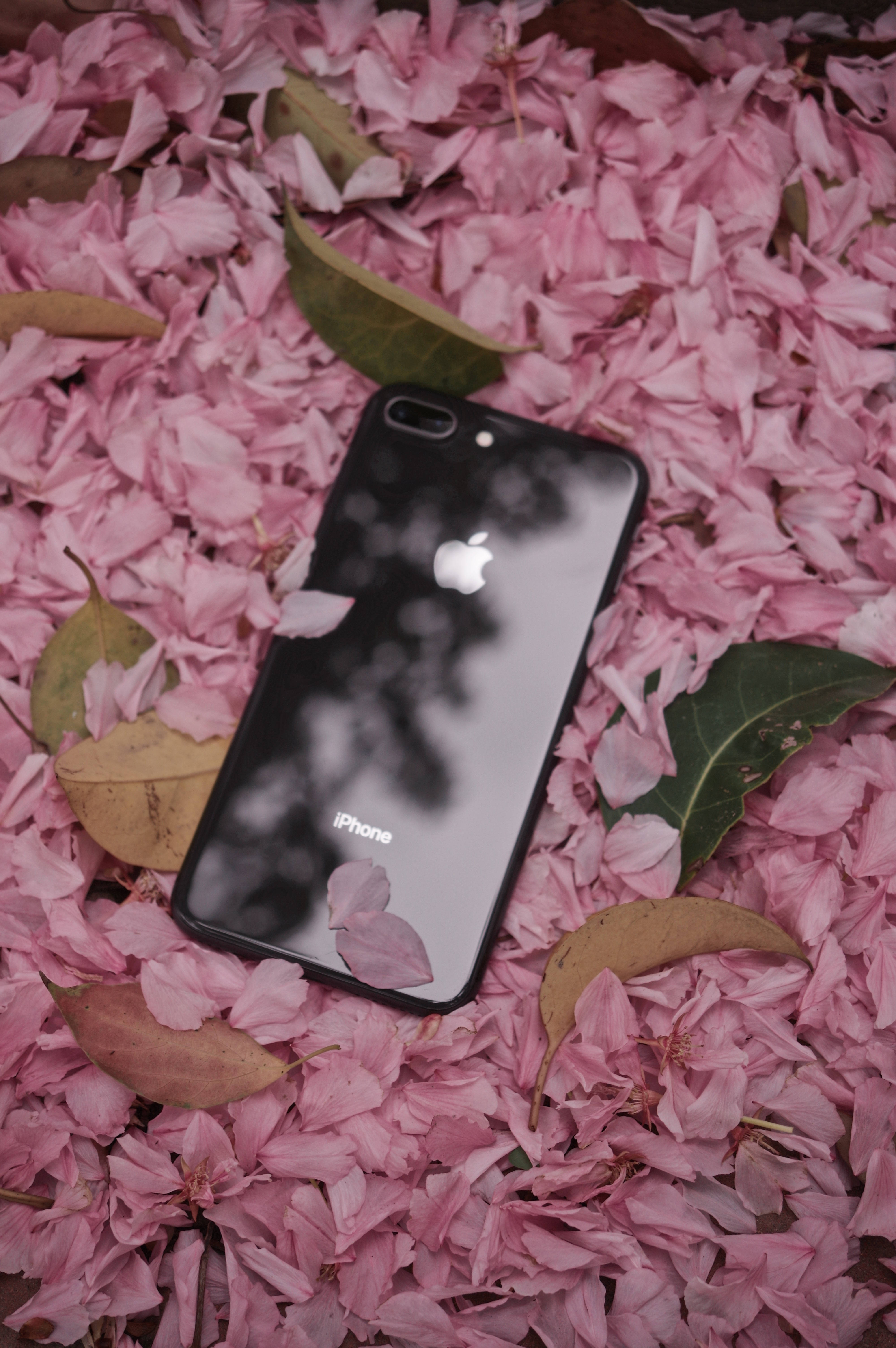 iPhone 8 桌布 壁紙 — 一部黑色iPhone放在粉紅櫻花和綠葉之間。