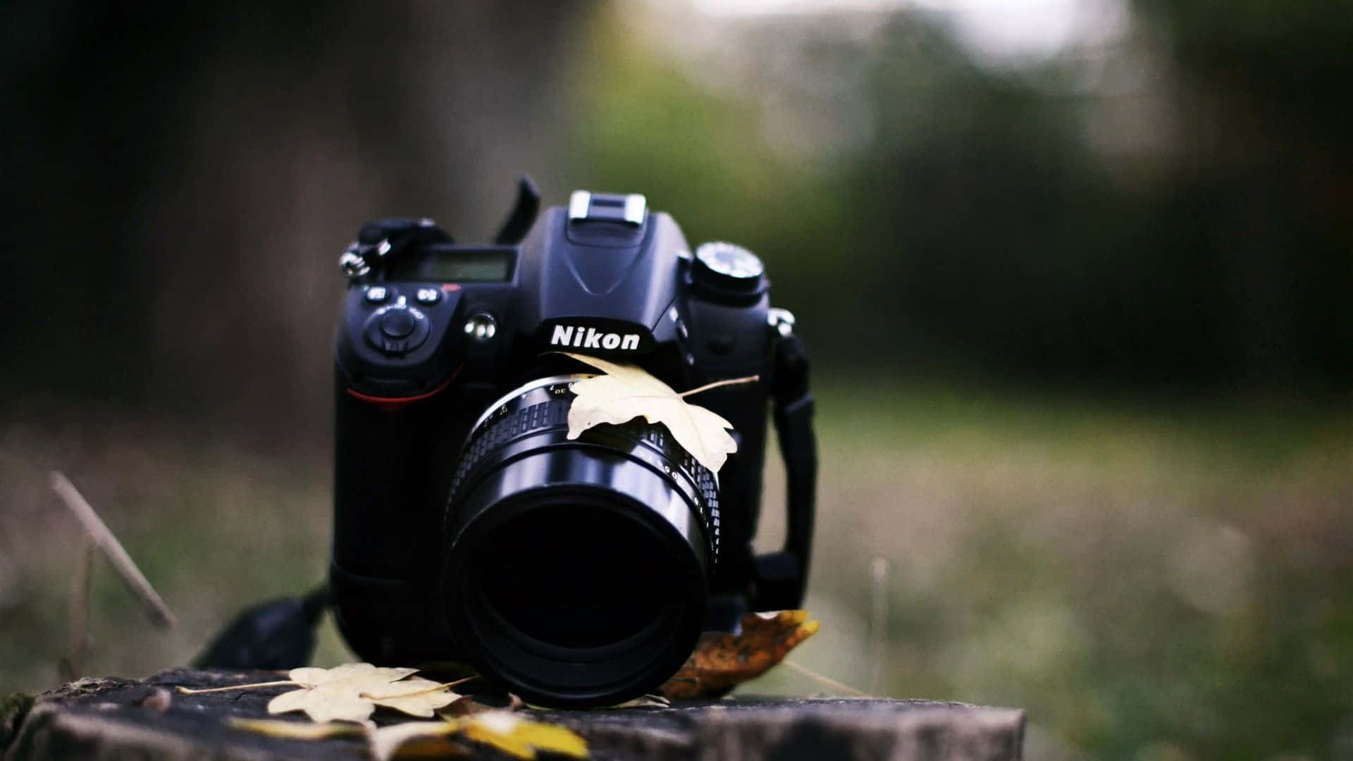 攝影 桌布 壁紙 — 一部黑色Nikon DSLR相機放在樹樁上，周圍散落著秋葉，背景是柔焦的森林環境。