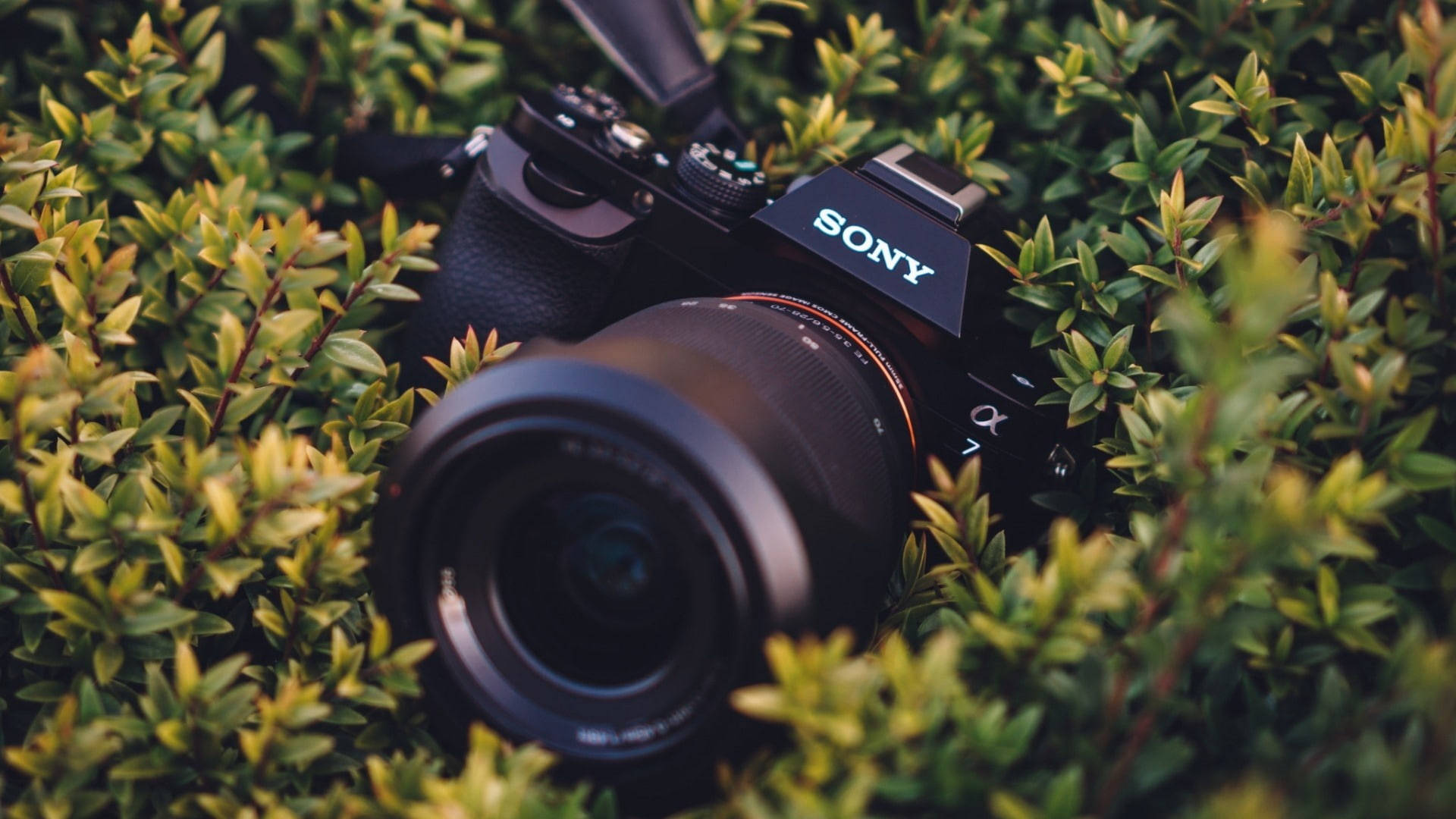 Sony 桌布 壁紙 — 一部黑色Sony相機藏在充滿活力的綠色樹葉中，光線柔和自然。