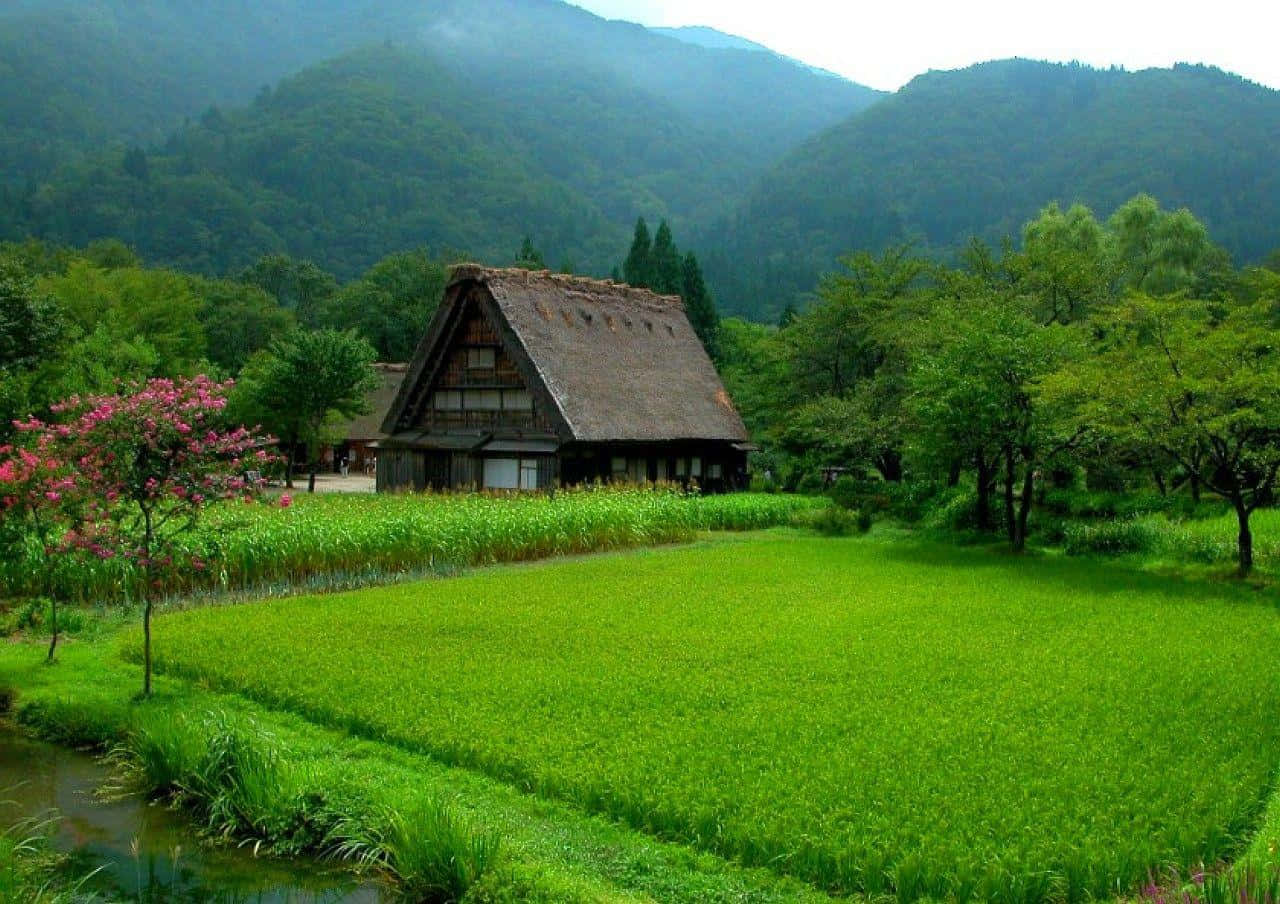山景 桌布 壁紙 — 一間傳統的茅草屋頂日本農舍寧靜地坐落於翠綠的稻田中，背景是霧氣繚繞的山巒和盛開的粉紅樹木。