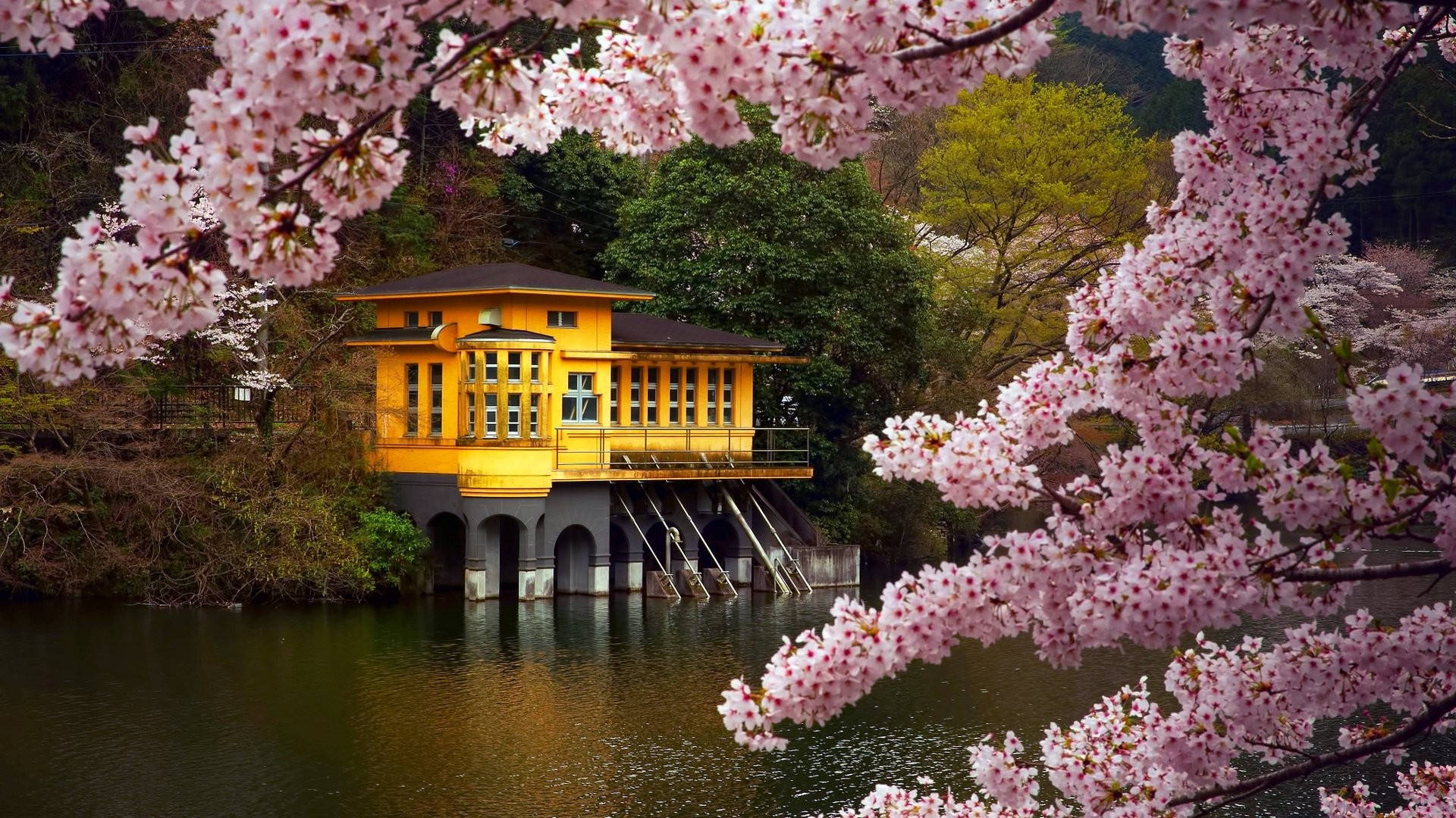 Cute Spring 桌布 壁紙 — 一間充滿活力的黃色房子漂浮在水面上，被盛開的粉紅色櫻花瀑布般環繞。
