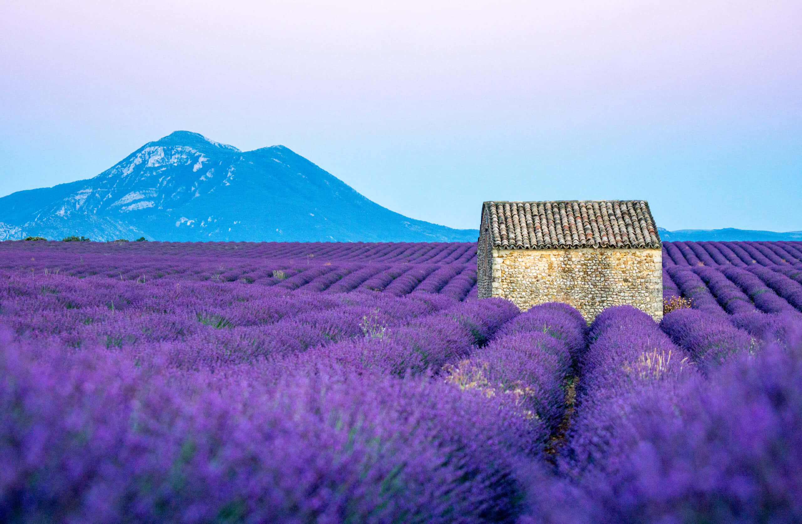Lavender Field 桌布 壁紙 — 一間孤獨的石屋坐落在無盡的鮮豔紫色薰衣草田之中，遠處有一座白雪覆蓋的山峰在柔和的藍天下升起。