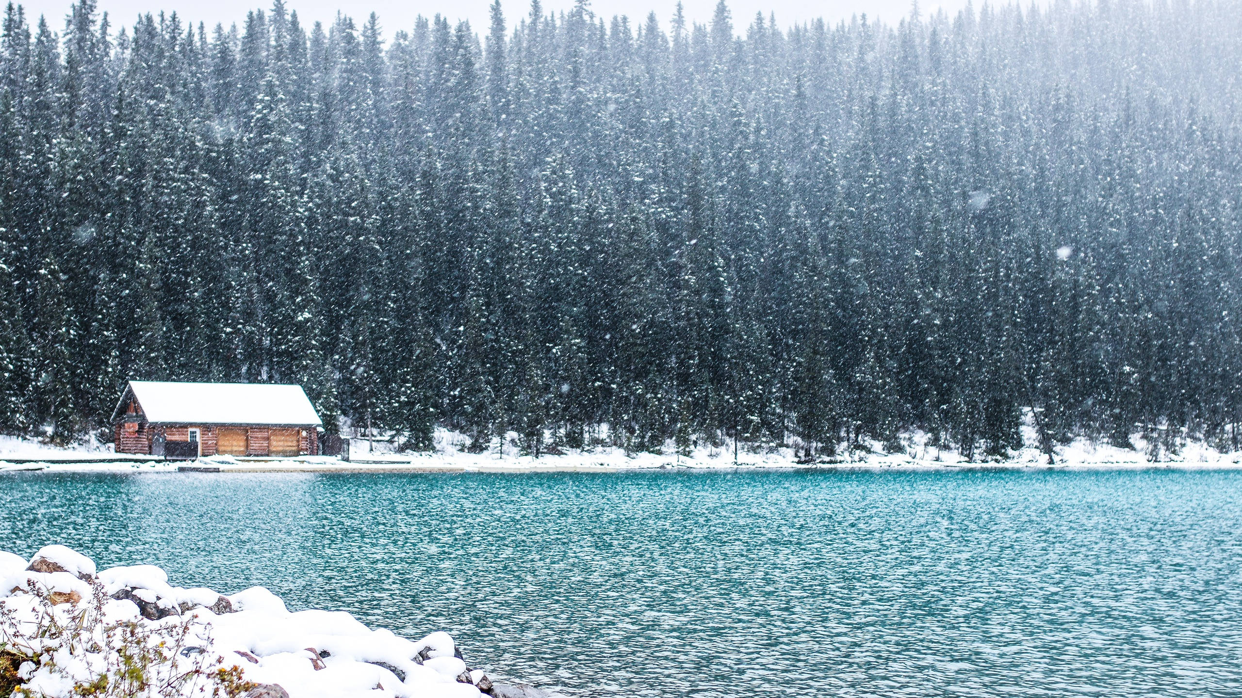 2560x1440 nature 桌布 壁紙 — 一間孤獨的雪覆蓋小屋坐落在碧綠的湖邊，大雪紛飛，籠罩著茂密的松樹林。