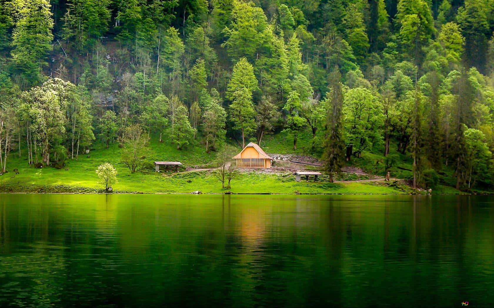Beautiful Forest 桌布 壁紙 — 一間木屋坐落在充滿活力的綠色湖岸，周圍是茂密的森林，在明亮的日光下。