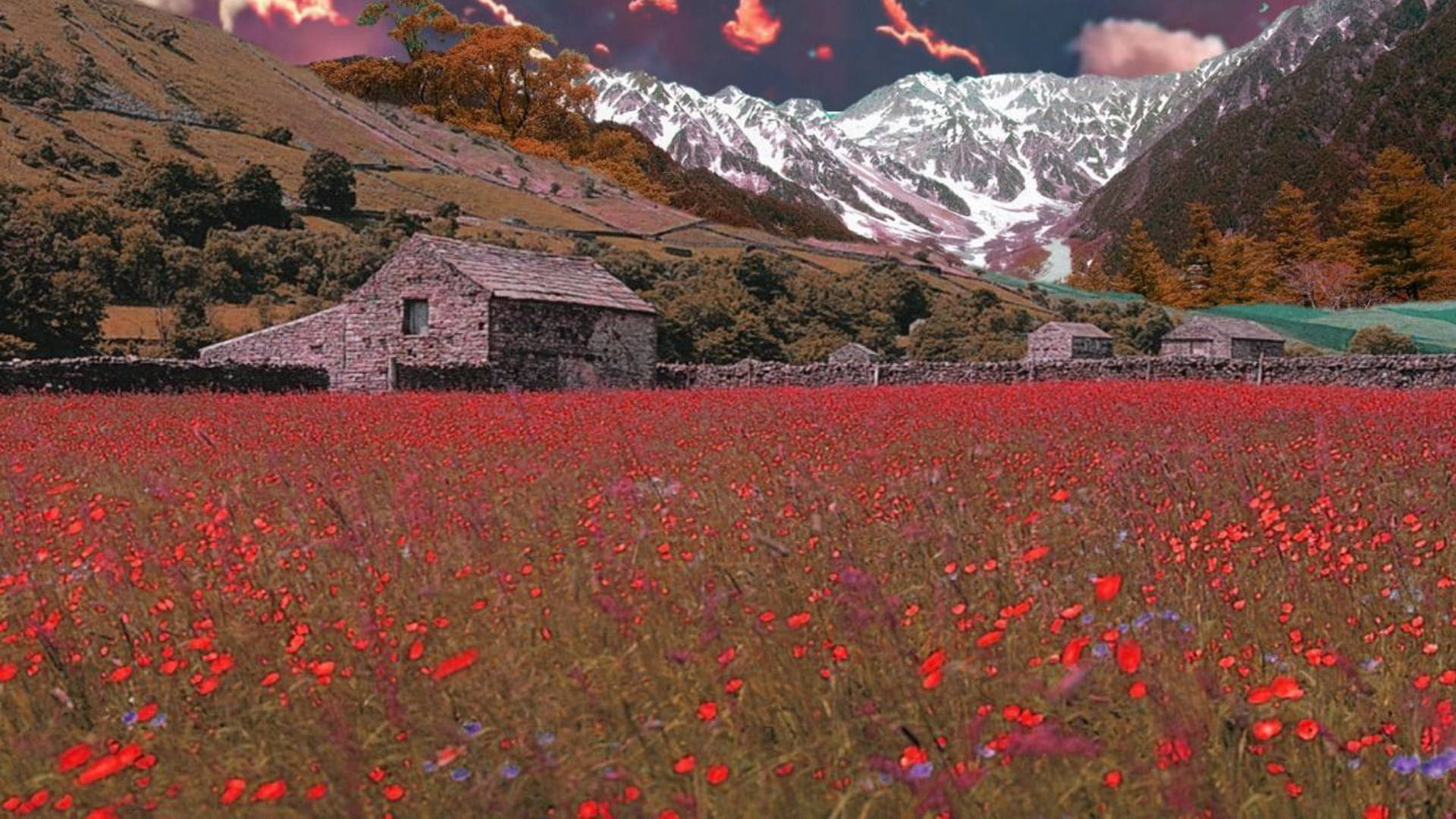 紅色罌粟花田中的石屋，背景是白雪覆蓋的山脈和暮色天空。 — 田園風 GIF 壁紙