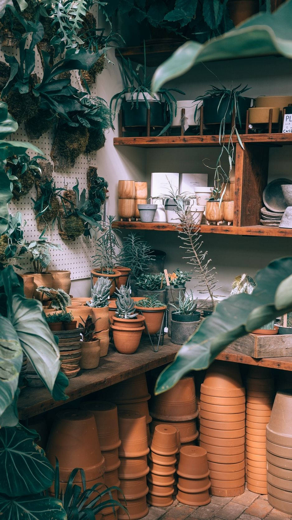 Plants iPhone 桌布 壁紙 — 一間舒適的室內植物店，充滿茂盛的綠色植物、赤陶盆和木架，沐浴在柔和自然光中。