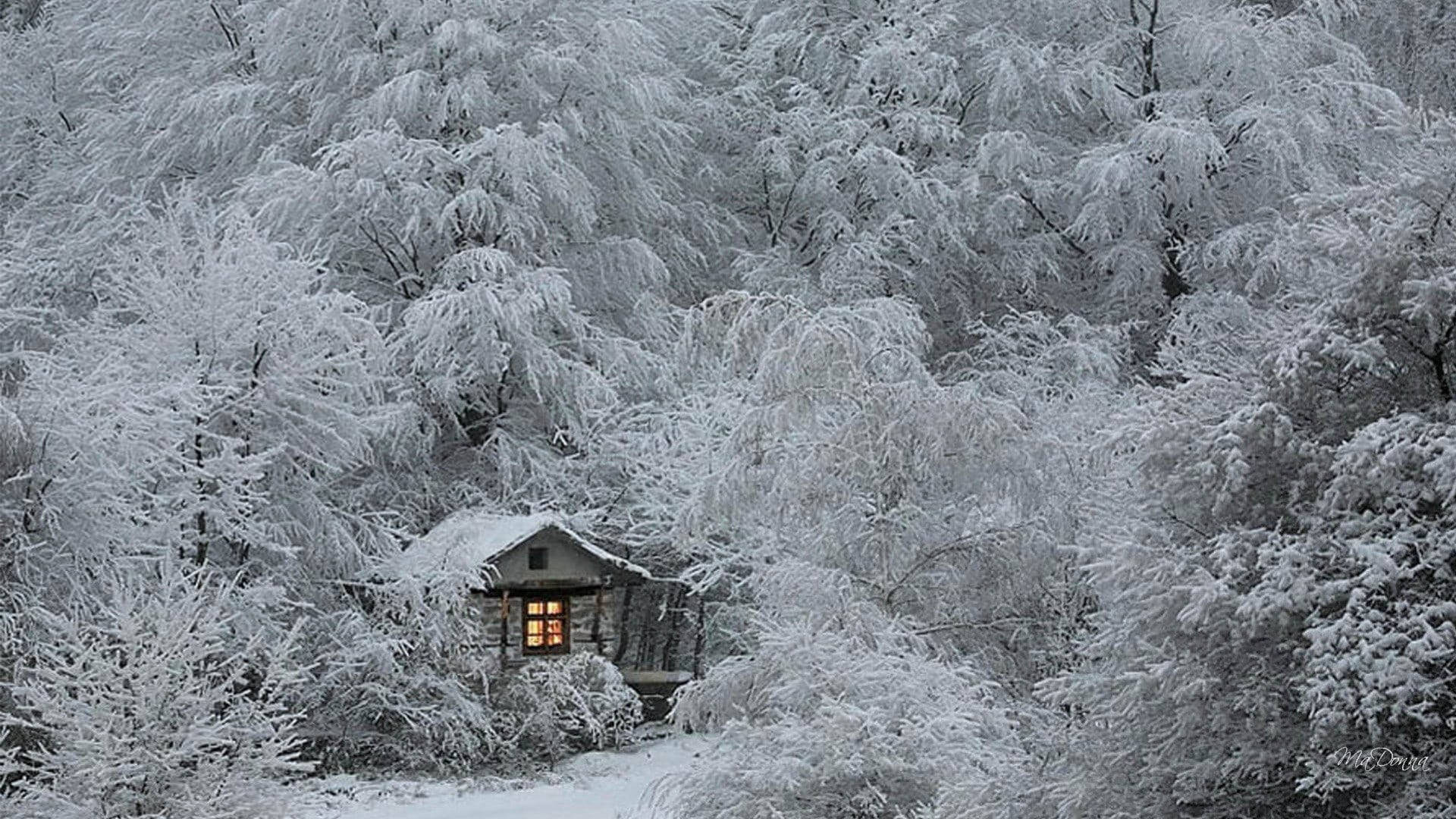 冬天 桌布 壁紙 — 一間舒適的小屋坐落在白雪皚皚的森林中，結霜的樹木從亮著燈的窗戶散發出溫暖的光芒。