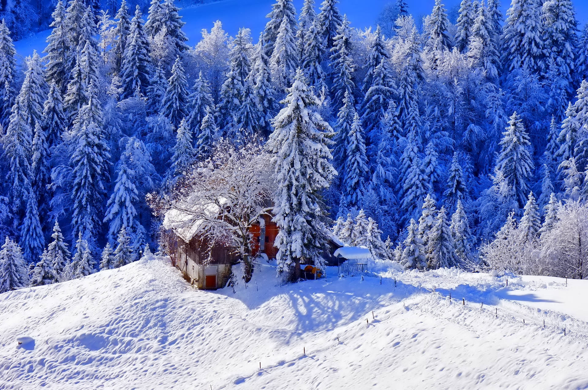 冬天 桌布 壁紙 — 一間舒適的木屋坐落在白雪覆蓋的松樹林中，頭頂是清澈的藍天。