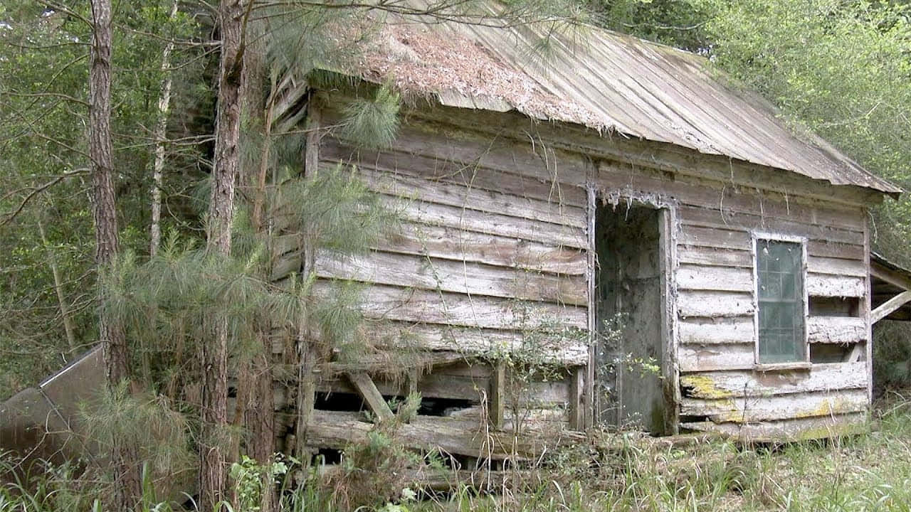 Hut 桌布 壁紙 — 一間被遺棄的木屋，屋頂下陷、門破爛，遺忘在茂密的松樹林中。