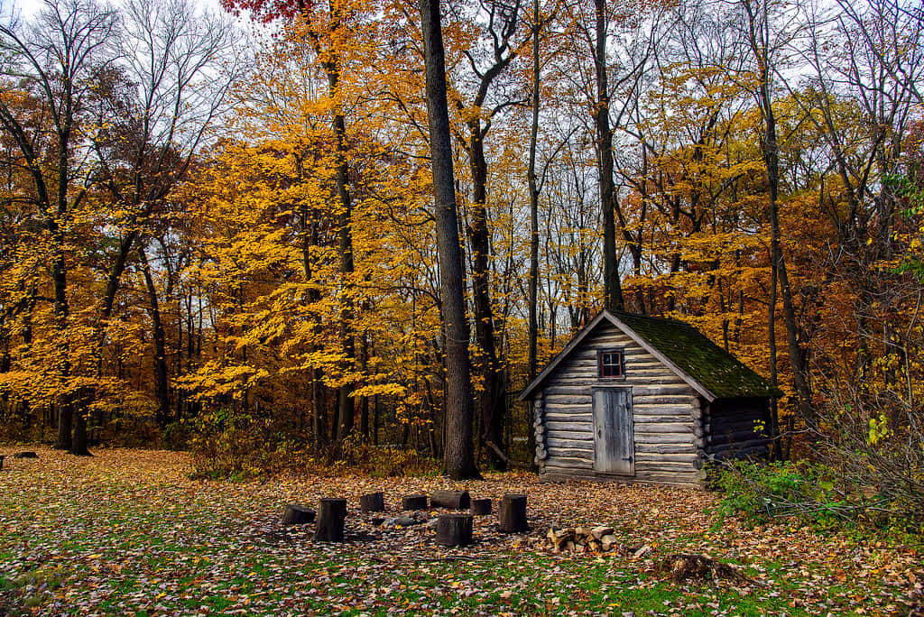 Fall Cabin 桌布 壁紙 — 一間質樸的木屋坐落在充滿活力的秋日森林中，金色落葉鋪滿地面。