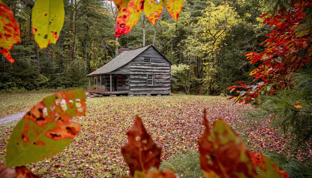 Fall Cabin 桌布 壁紙 — 一間質樸的木屋坐落在森林中，鮮豔的秋葉覆蓋地面並框住景色。