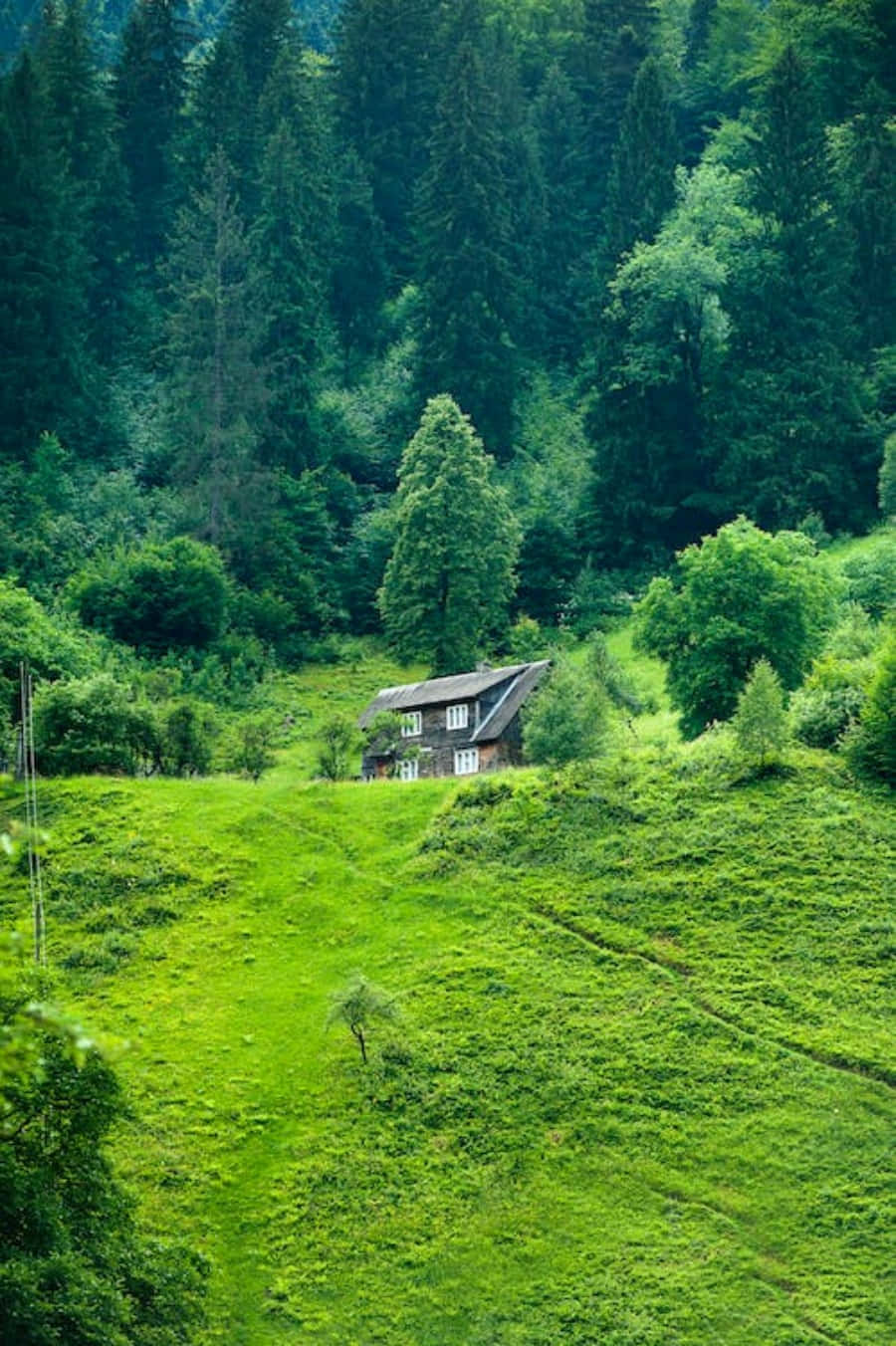 美麗風景動圖 桌布 壁紙 — 一間質樸的木屋坐落在鬱鬱蔥蔥的綠色山谷中，四周環繞著茂密的森林。