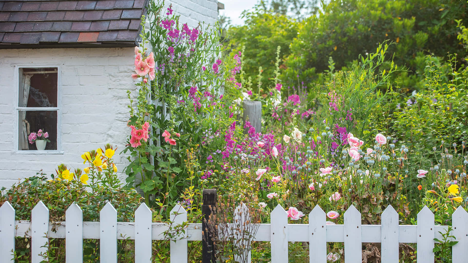 Cottage Garden 桌布 壁紙 — 一間迷人的白色小屋，帶有白色柵欄，周圍環繞著盛開的粉紅色、黃色和紫色野花。