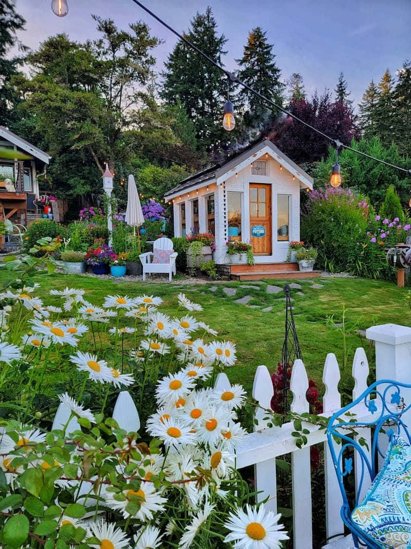 黃昏時分，擁有雛菊和串燈的舒適小屋花園。 — 田園風 GIF 壁紙