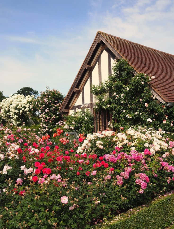 English Rose Garden 桌布 壁紙 — 一間迷人的都鐸風格房屋，坐落在鮮豔的玫瑰叢中，上方是清澈的藍天。