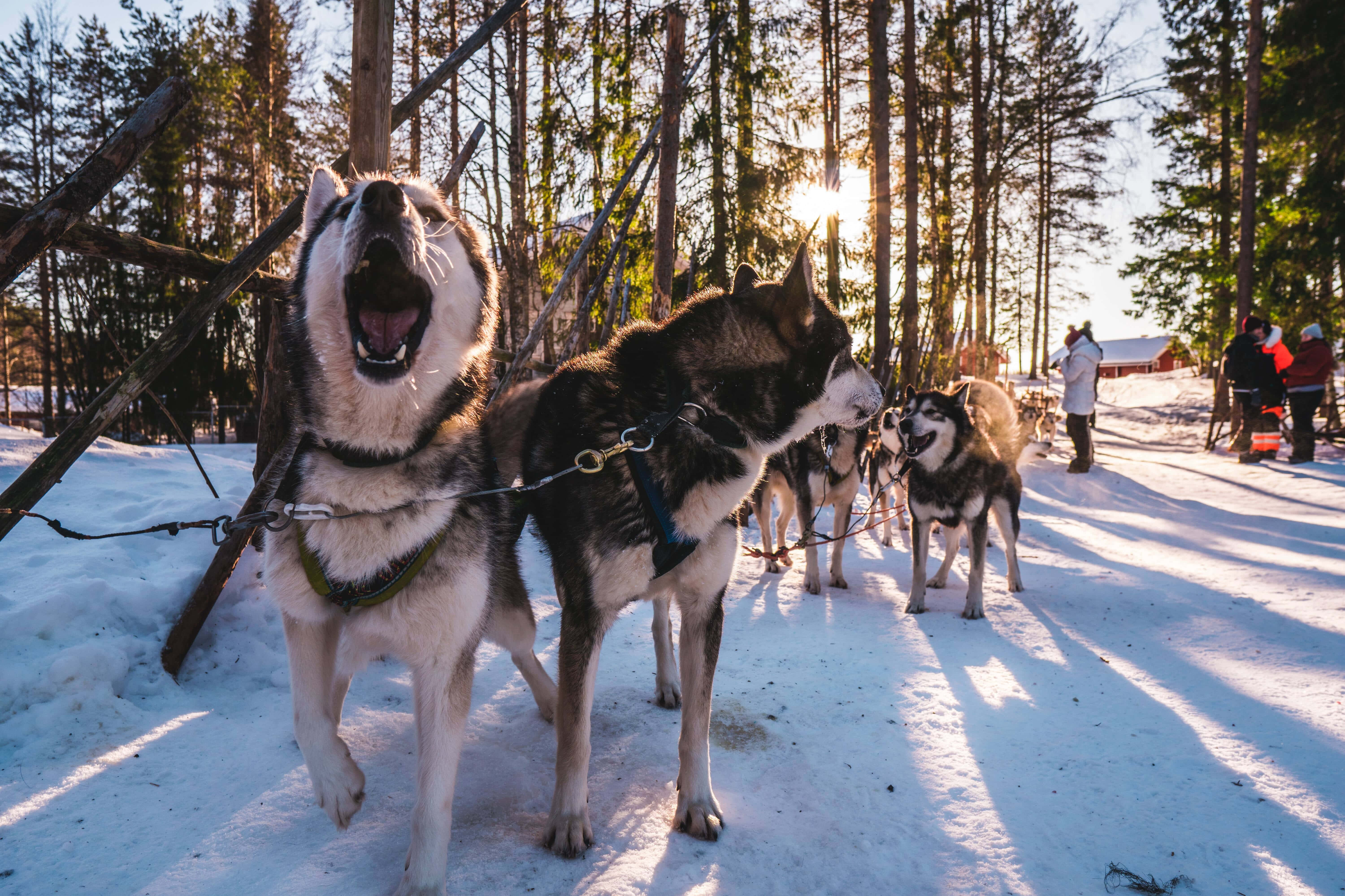 動物 桌布 壁紙 — 一隊穿著挽具的哈士奇在雪地森林中警覺地站立，陽光透過它們身後高大的松樹閃爍。