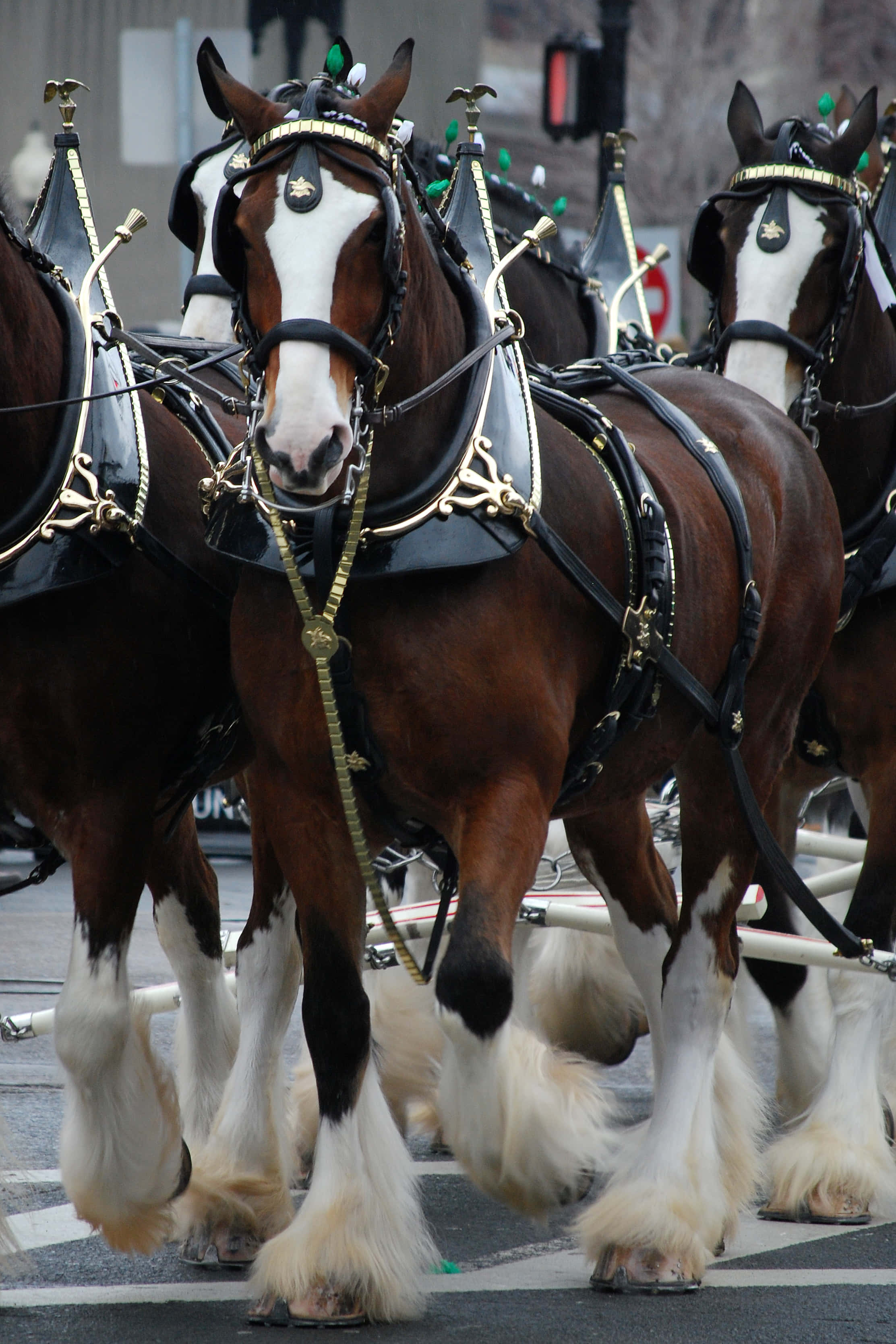 Clydesdale Horse 桌布 壁紙 — 一隊雄偉的克萊茲代爾馬，擁有白色羽毛般的腿和華麗的馬具，自信地走在城市街道上。