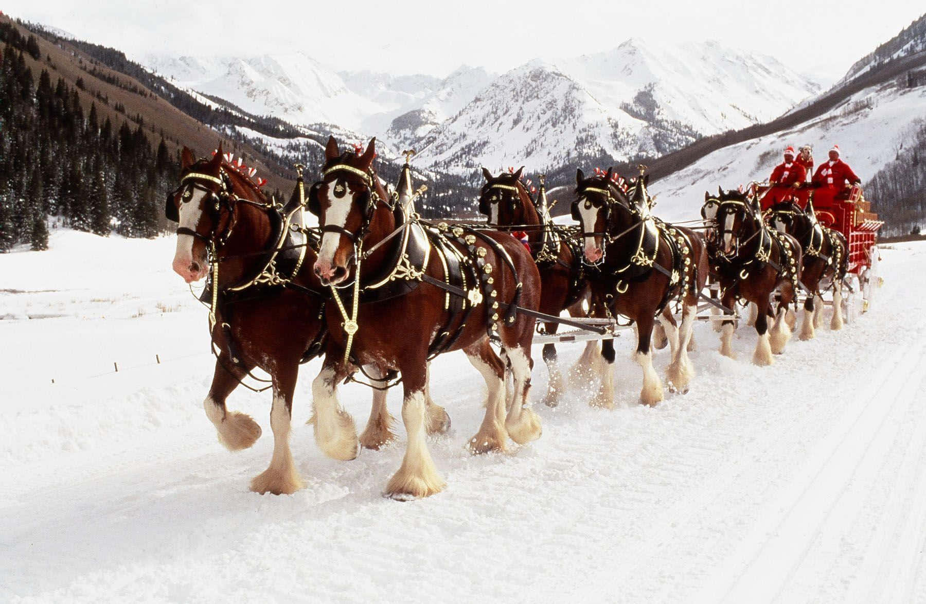 Clydesdale Horse 桌布 壁紙 — 一隊雄偉的克萊茲代爾馬拉著紅色雪橇穿過白雪覆蓋的山谷，背景有常青樹和積雪的山峰。