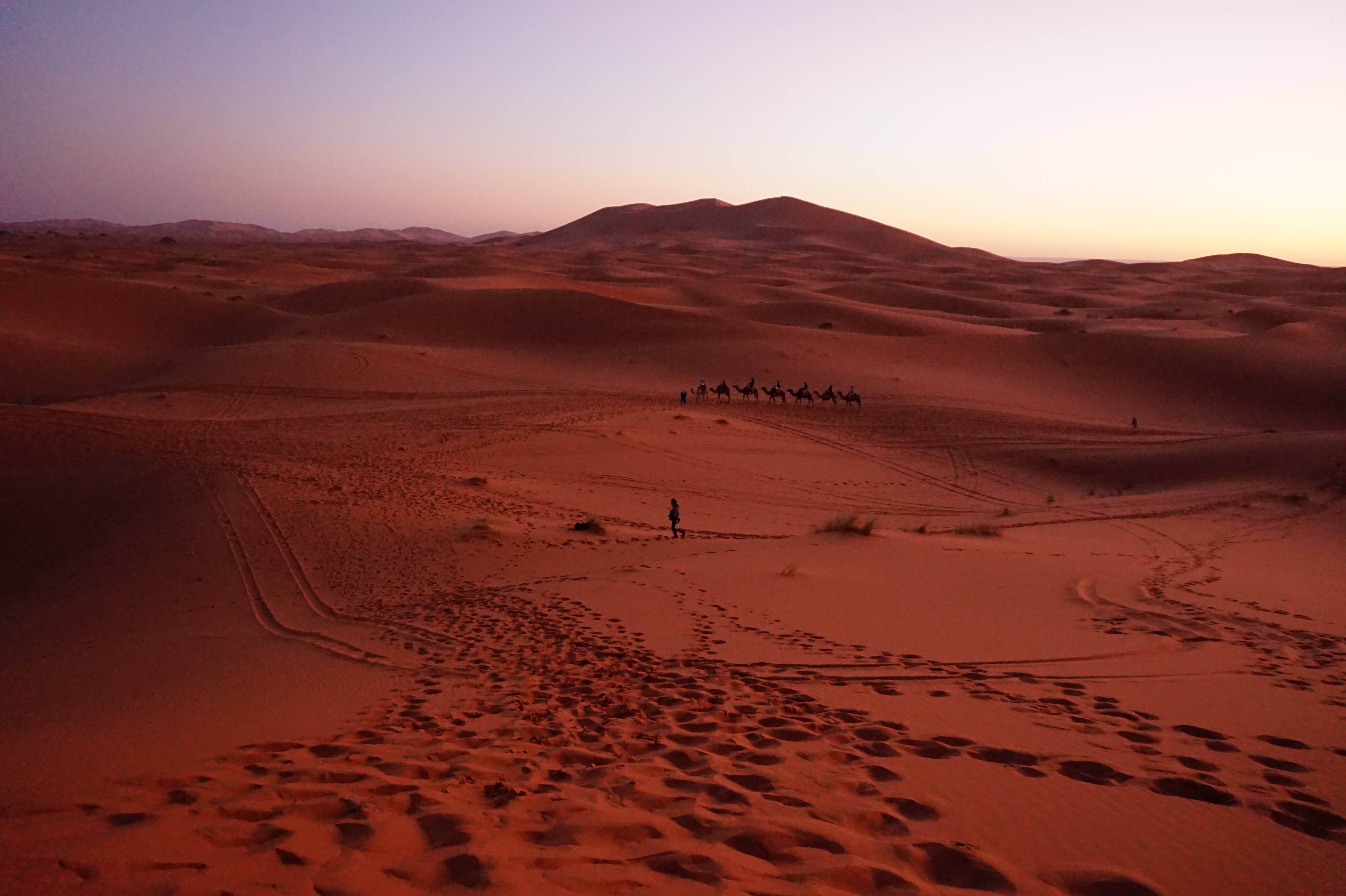Sahara 桌布 壁紙 — 一隊駱駝和旅人的商隊，在柔和的暮色天空下穿越廣闊的橙色沙丘。